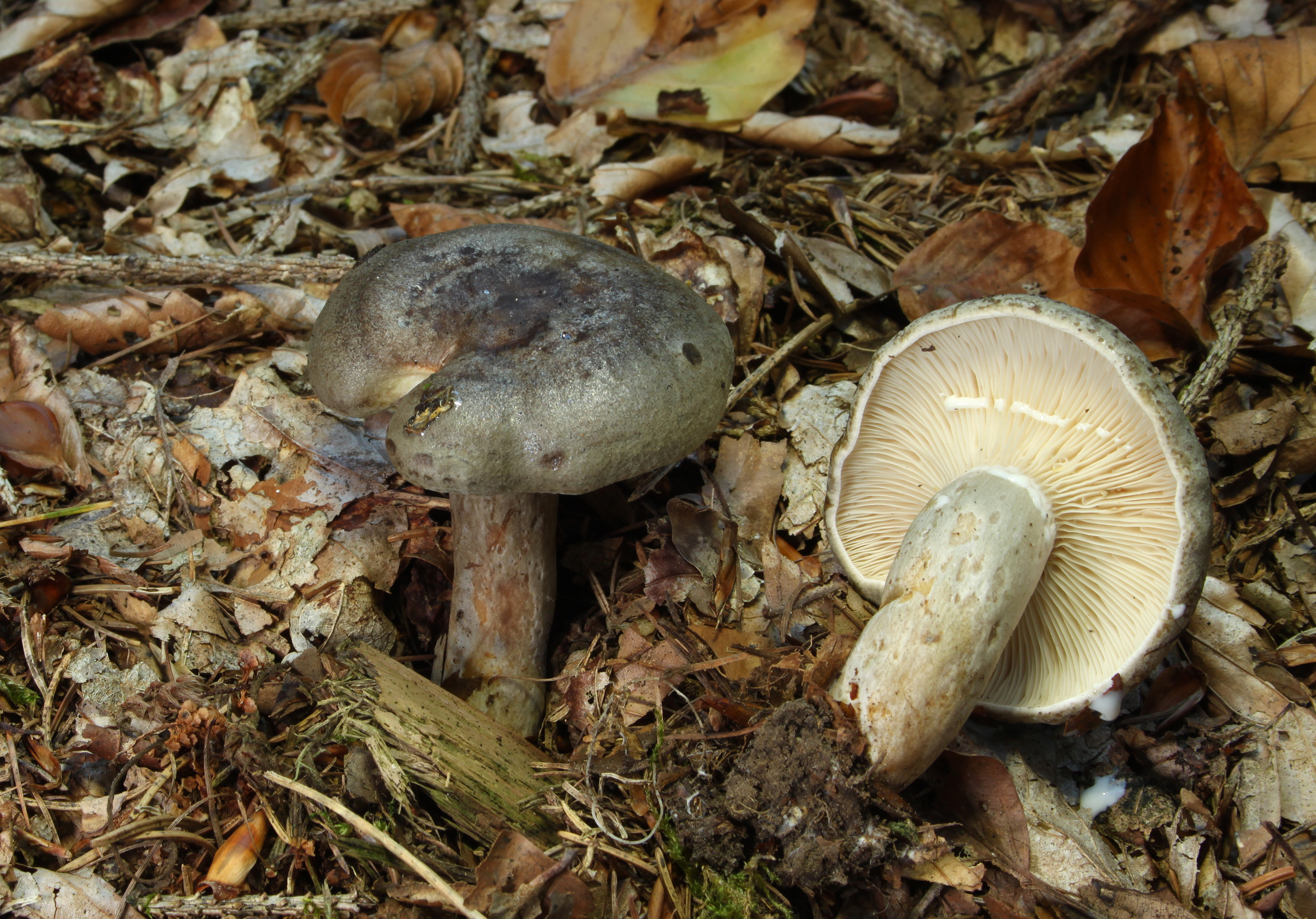 Graugrüne-Milchling-Lactarius-blennius