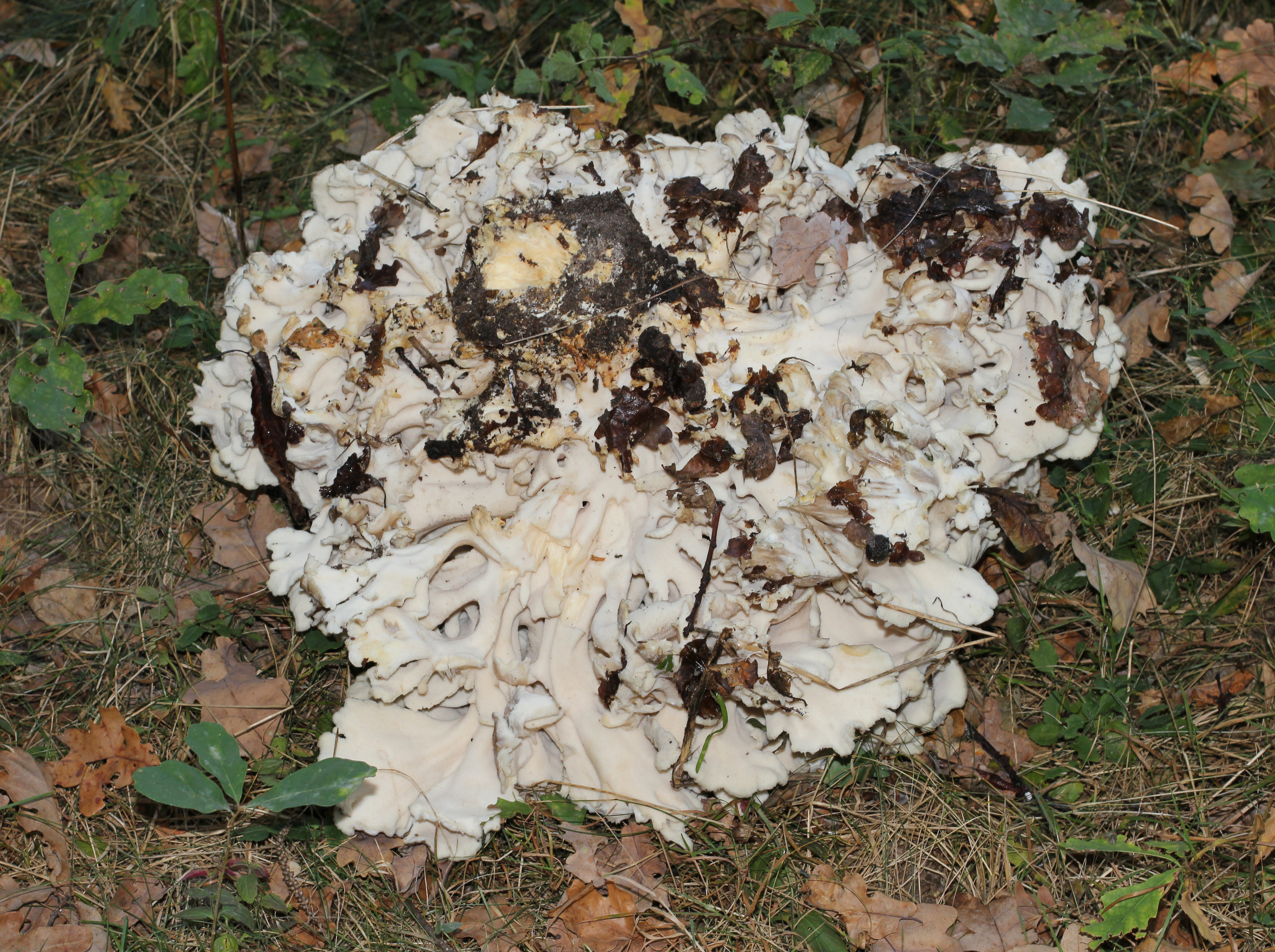 Grifola frondosa 2014 G2