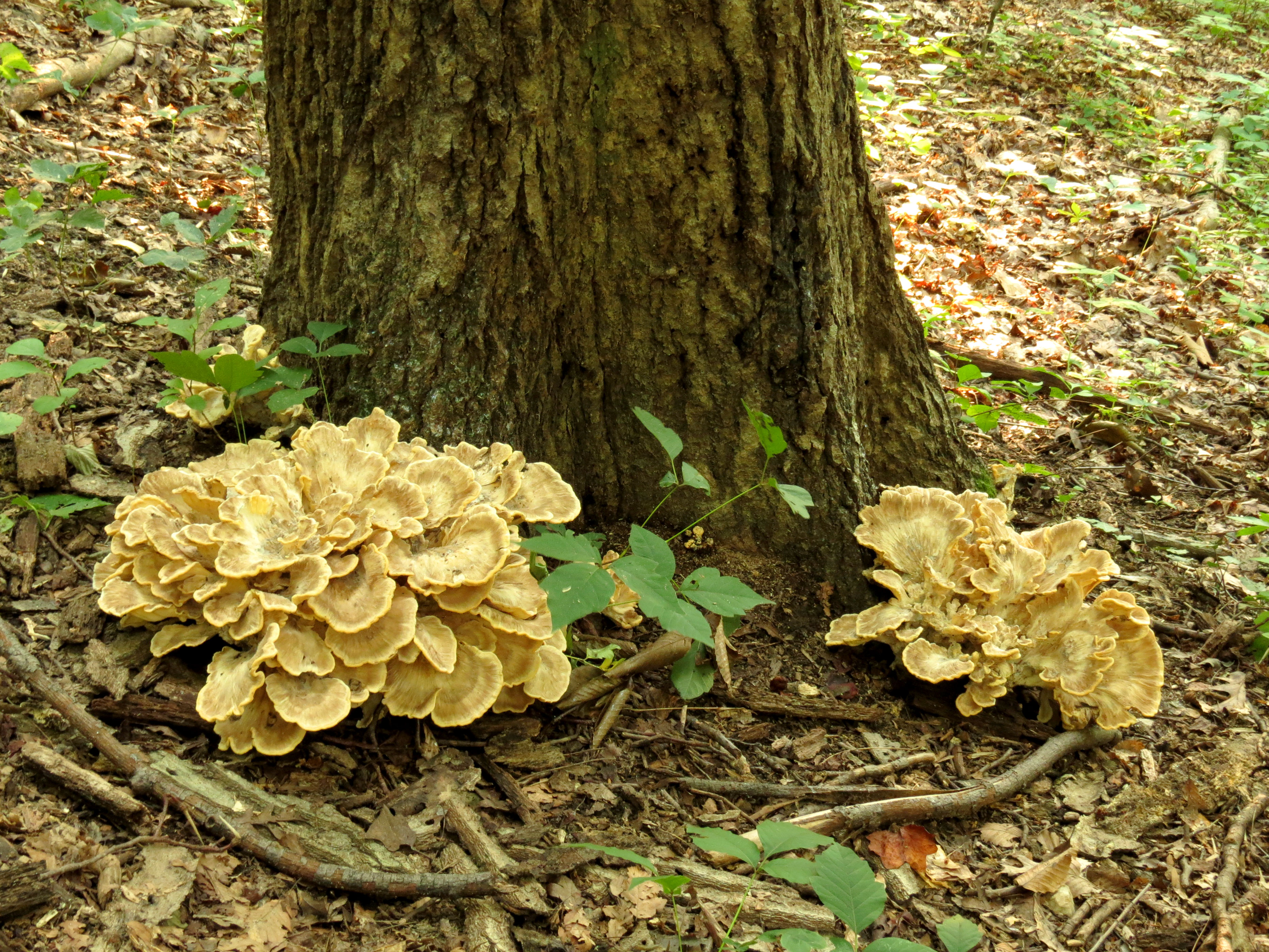 Grifola frondosa (23238640546)