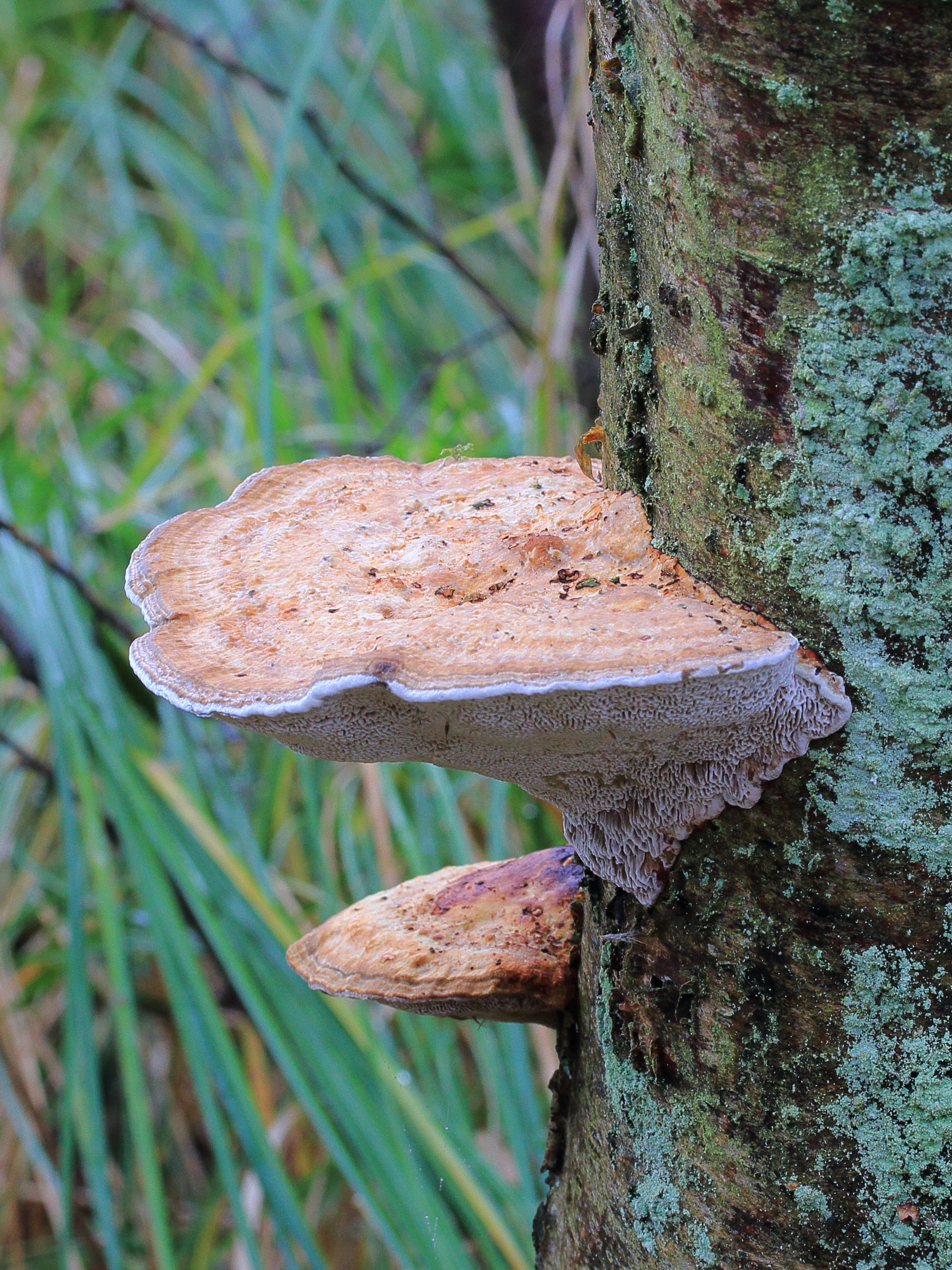 Grijze buisjeszwam (Bjerkandera adusta) It Wikelslân