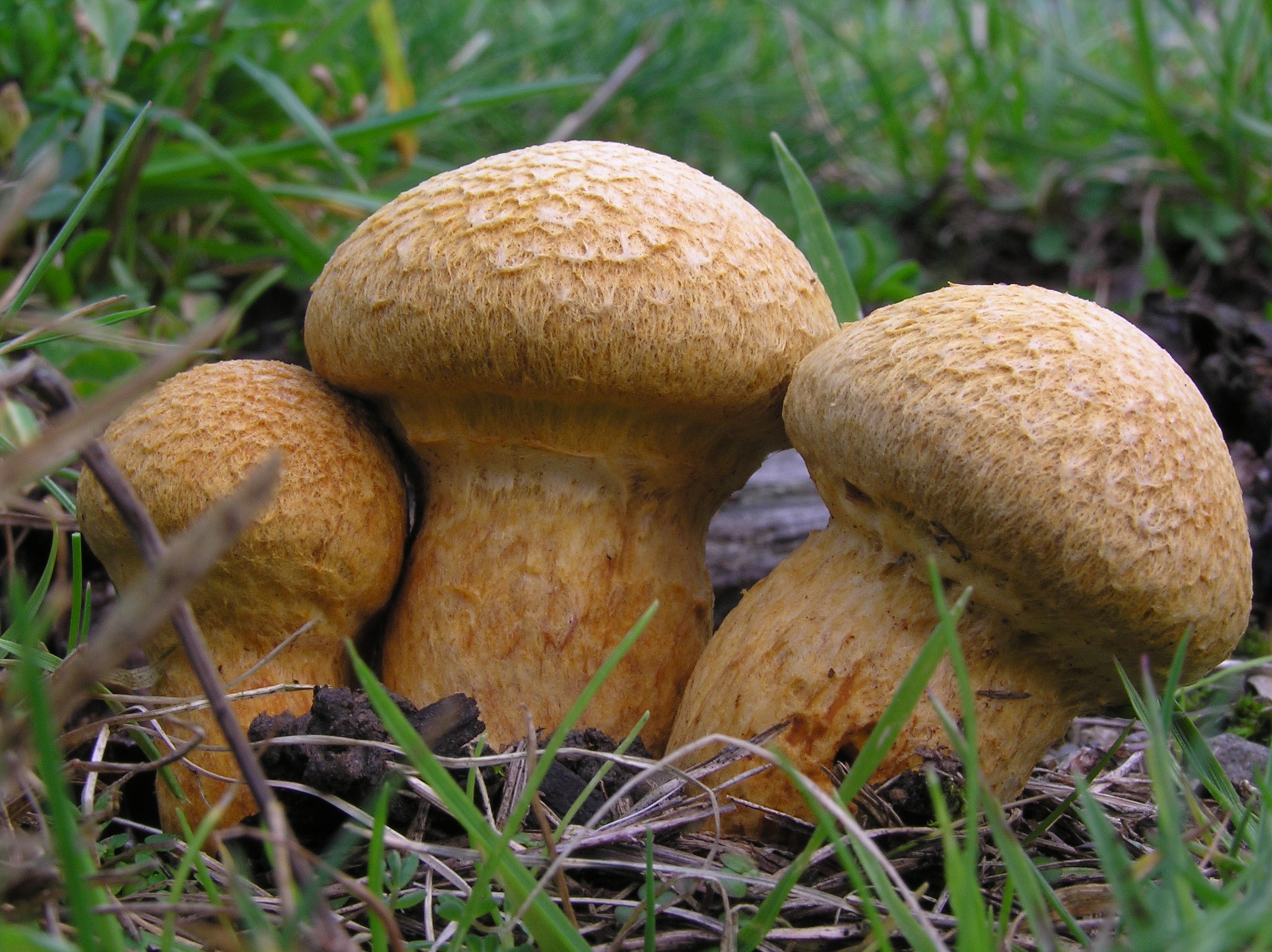 Gymnopilus