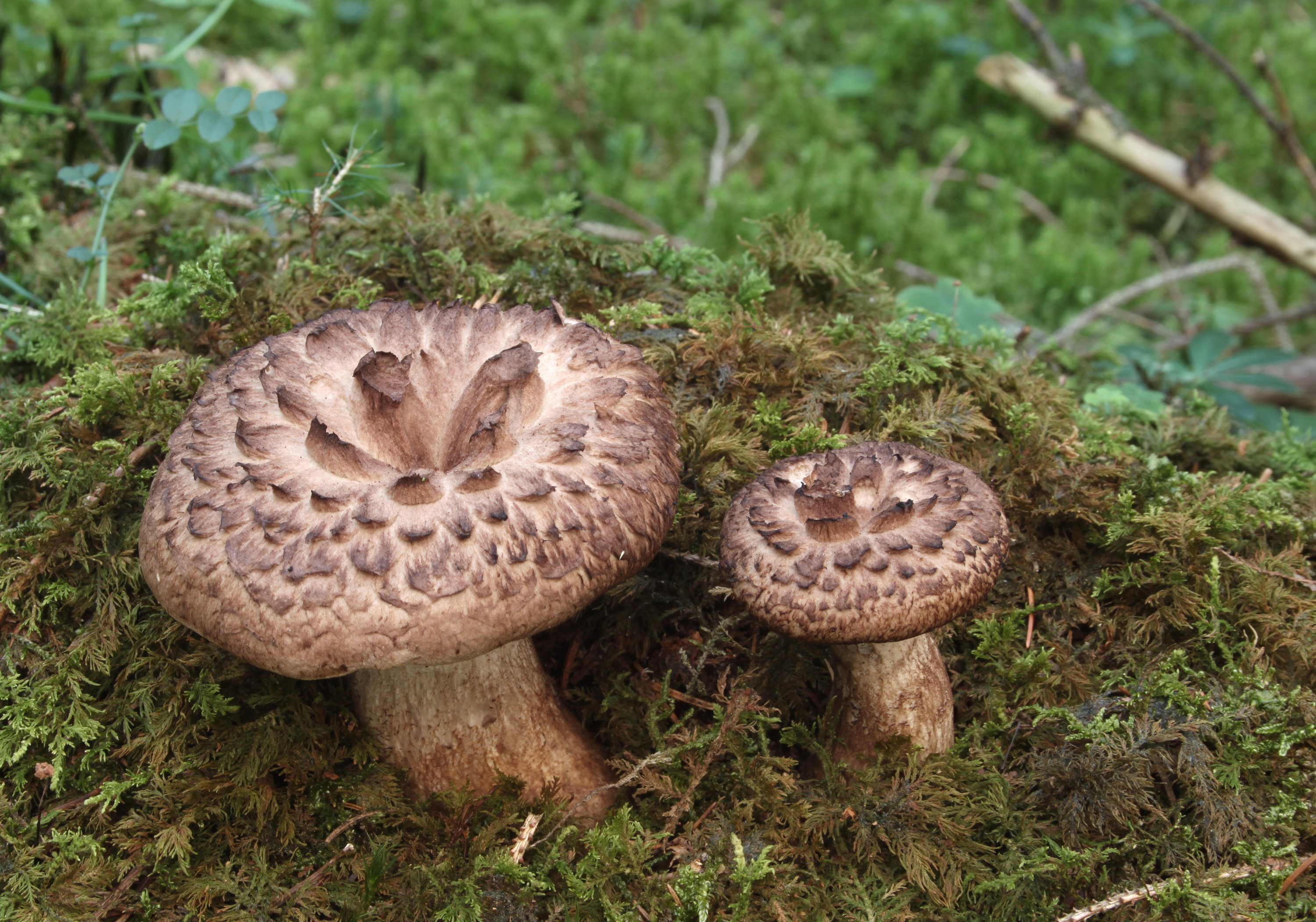 Habichtspilz-Sarcodon-imbricatus