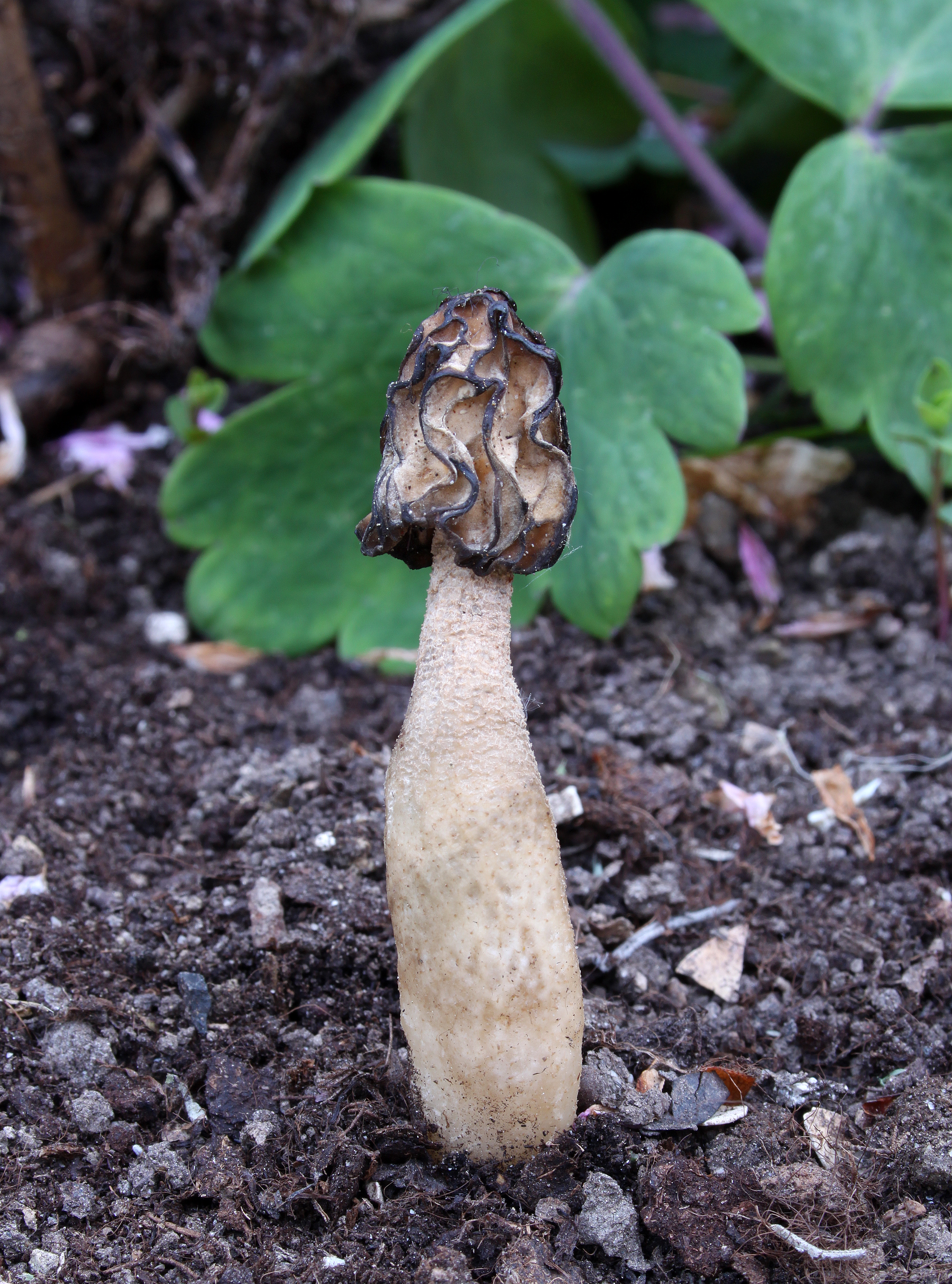 Halbfreie Morchel Morchella gigas
