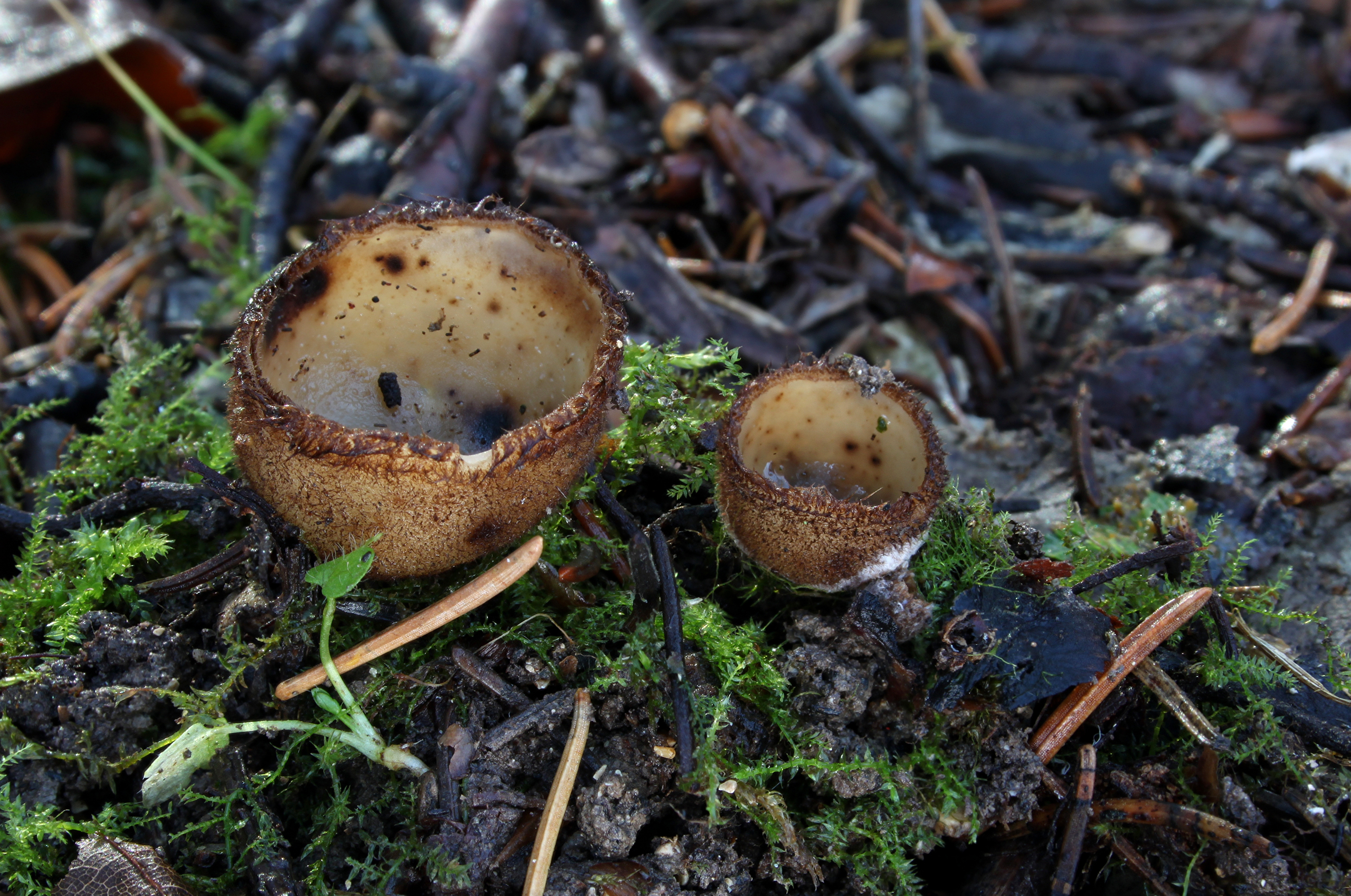 Halbkugeliger Borstling Humaria hemisphaerica