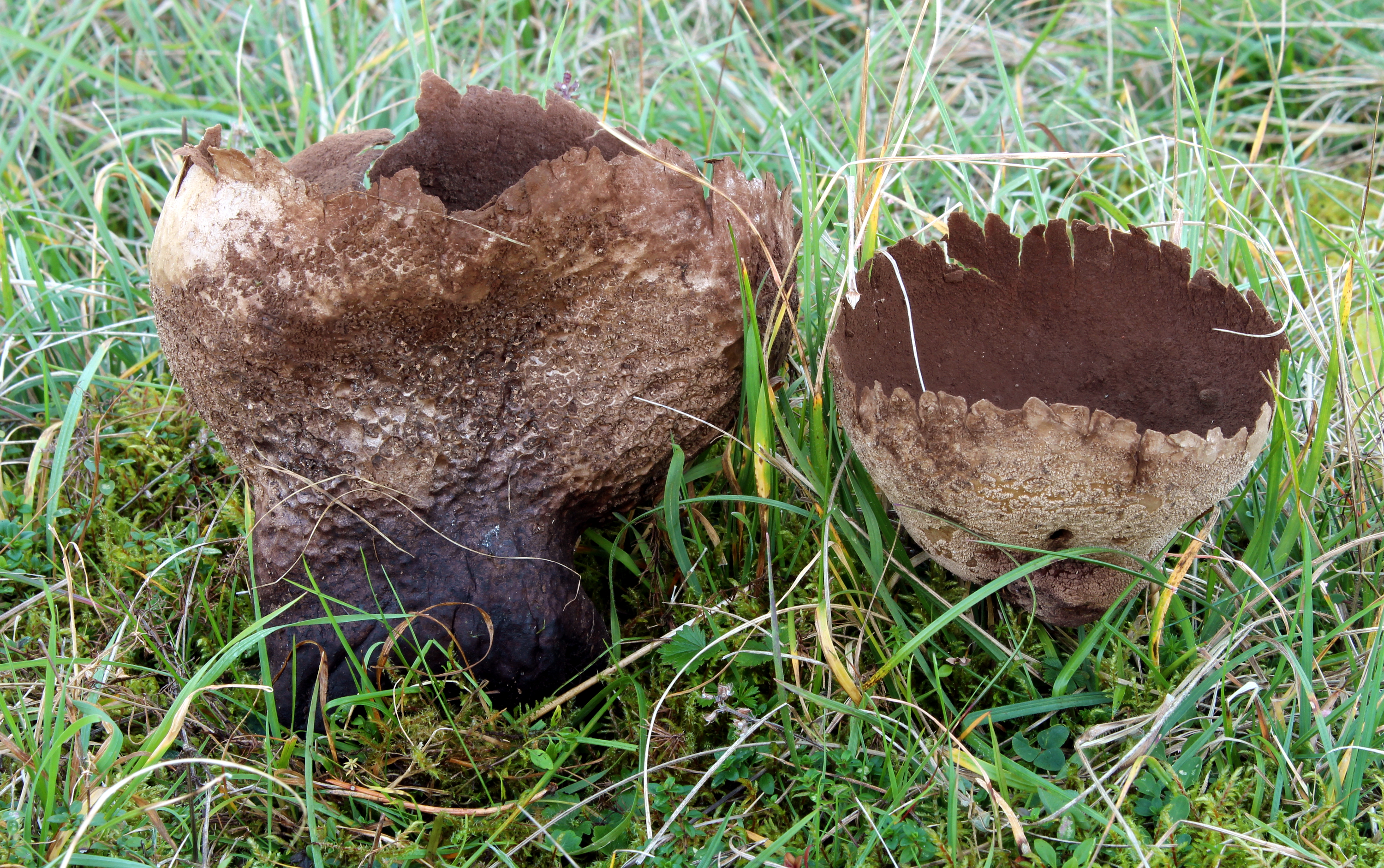 Hasen-Stäubling Lycoperdon utriforme