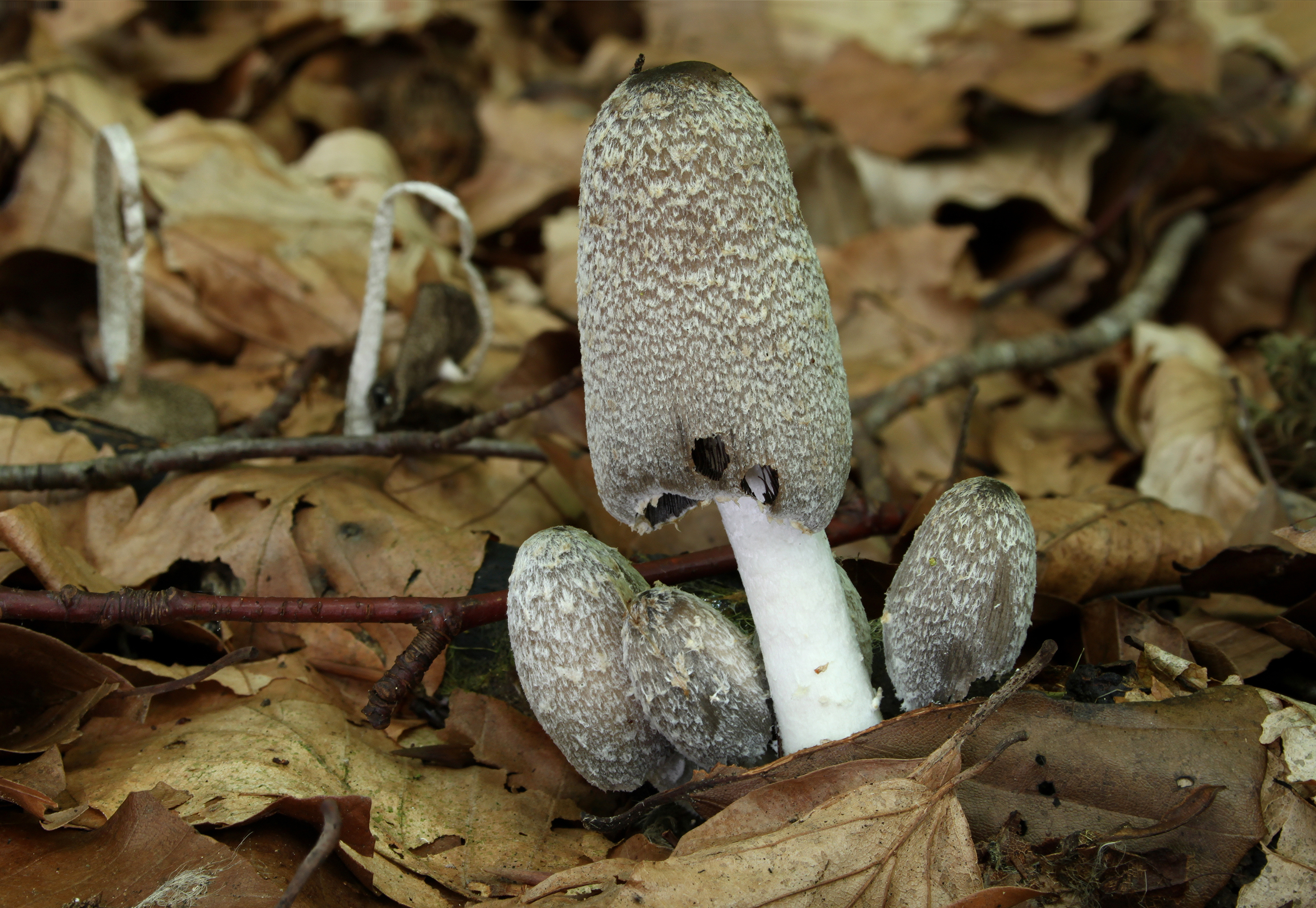 Hasenpfote Coprinopsis lagopus