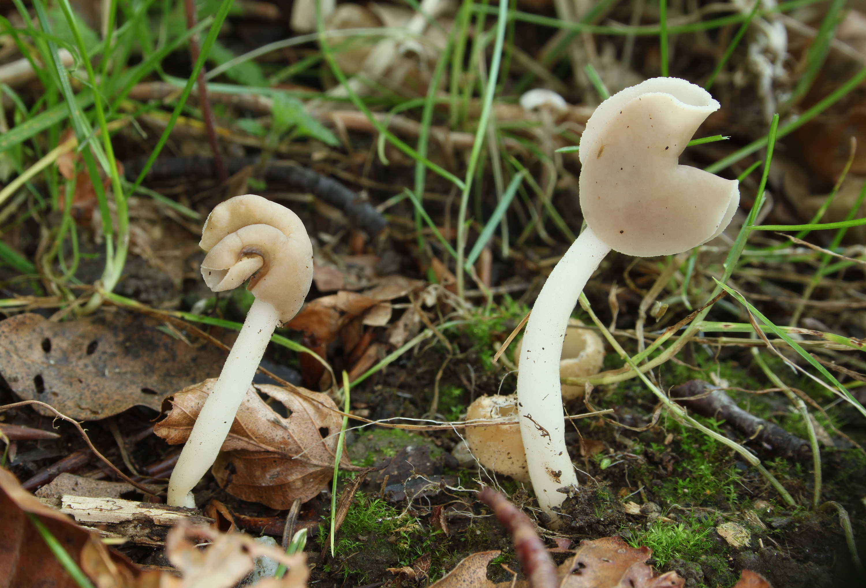 Helvella ephippium sattellorchel 2