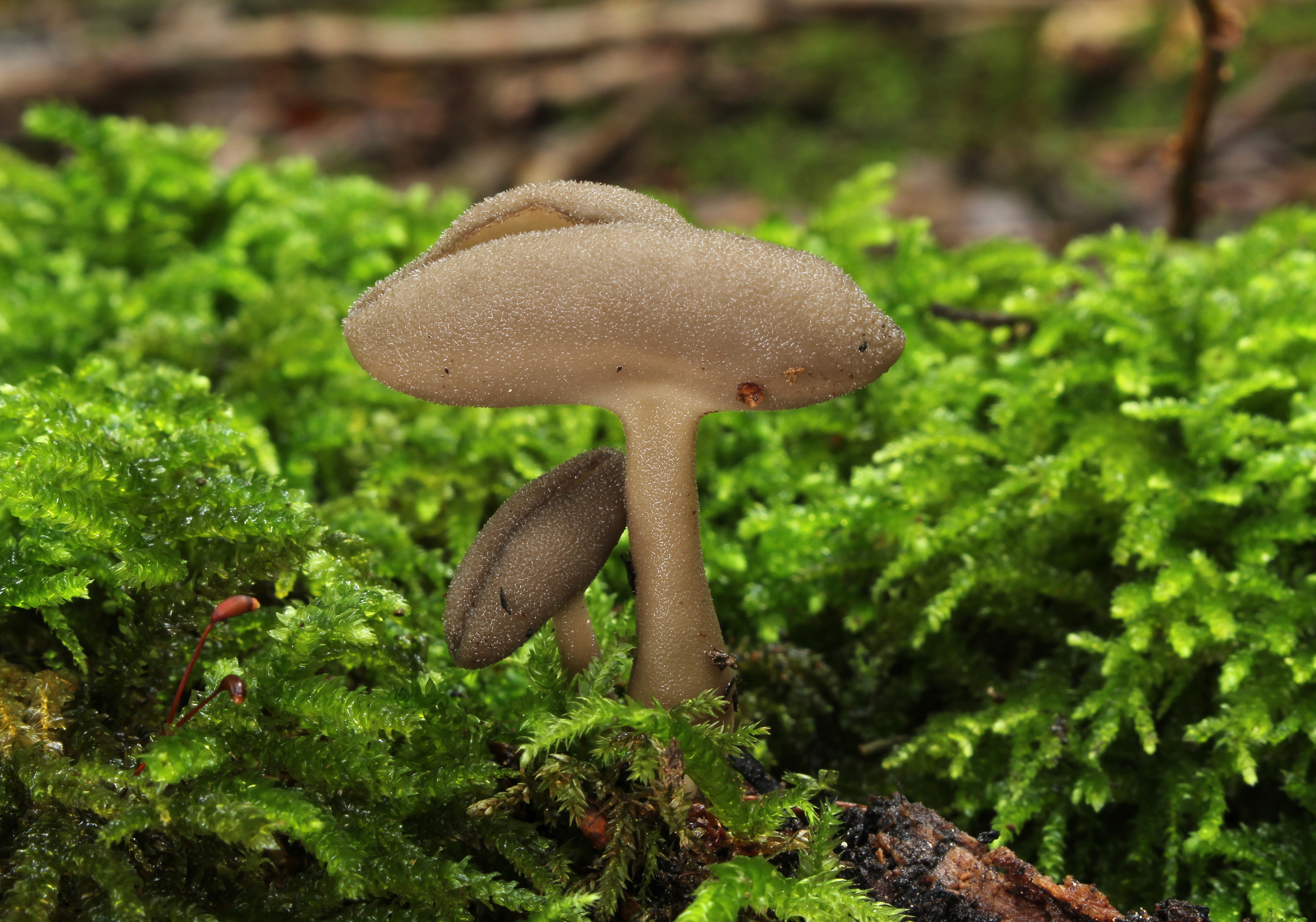 Helvella macropus (Langstielige Becherlorchel)
