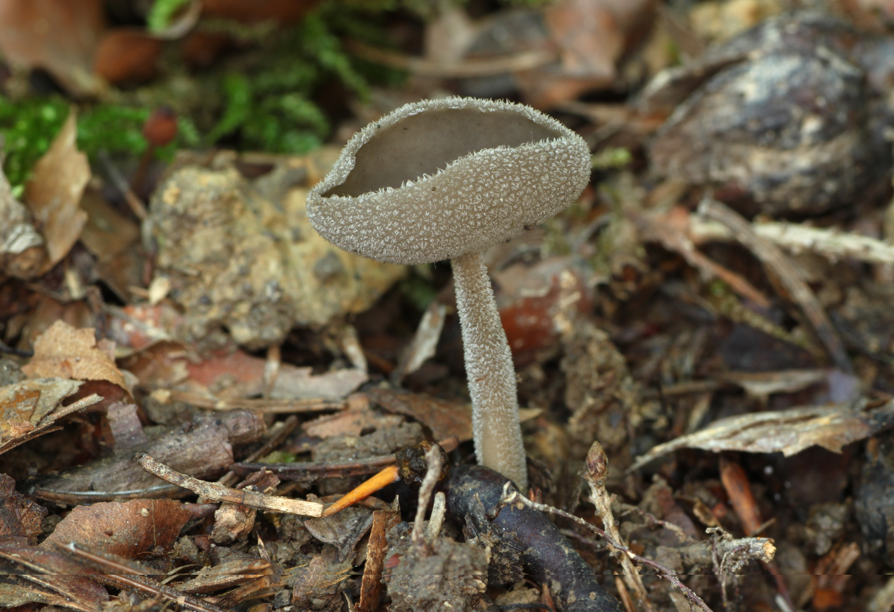 Helvella macropus Grauer Langfüssler
