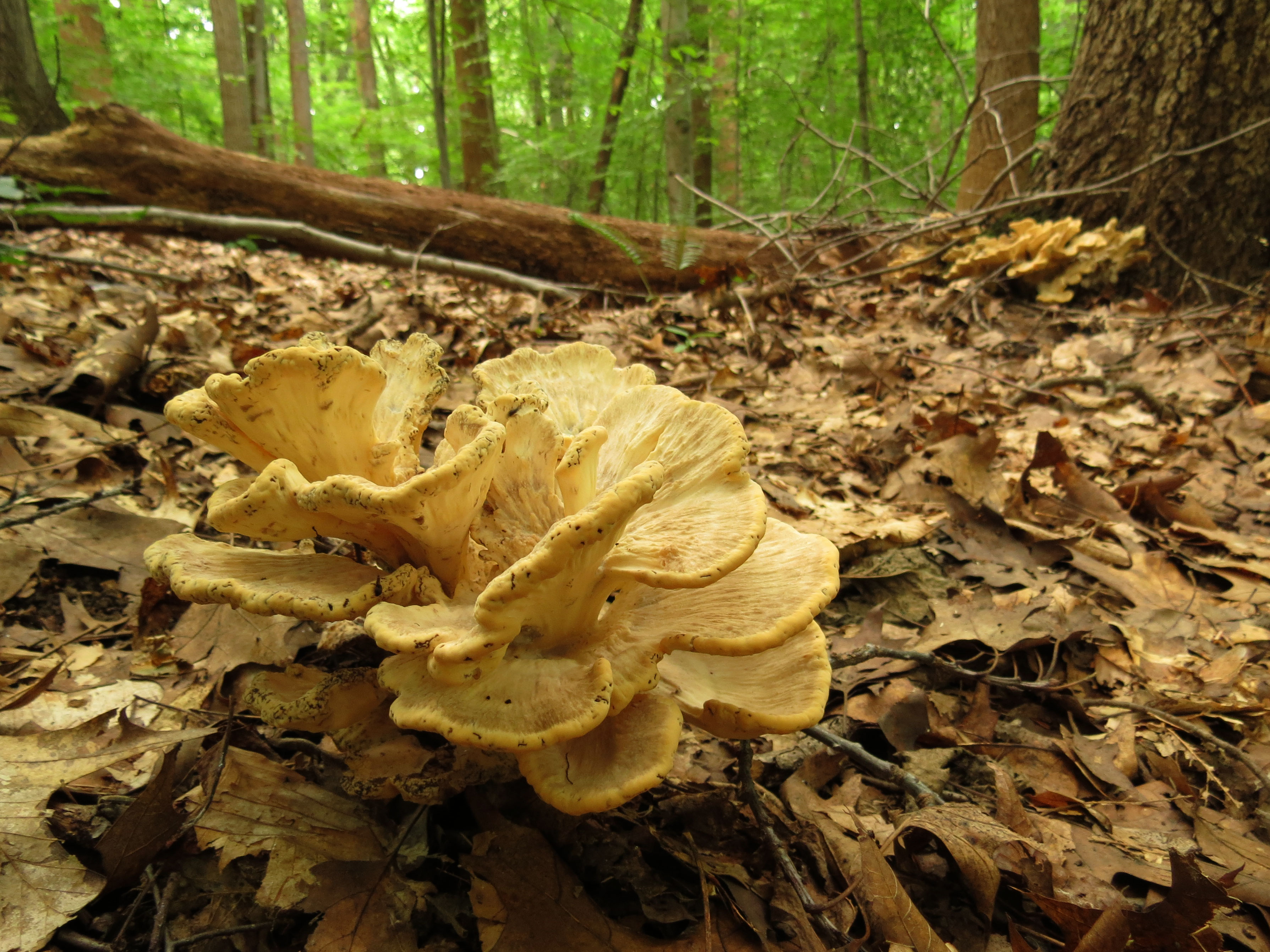 Hen of the Woods (22603414133)