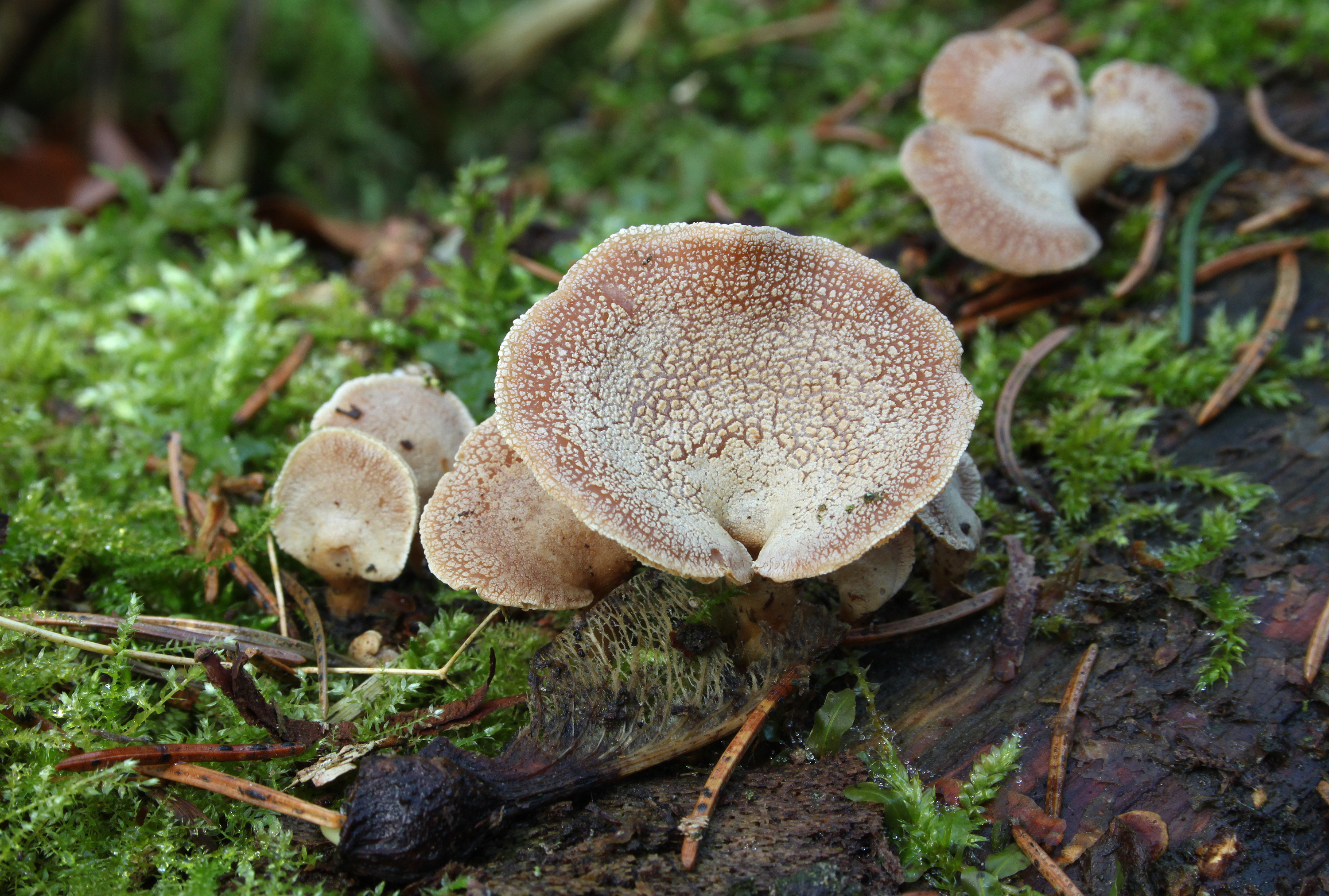 Herbe Zwergknäueling Panellus stipticus