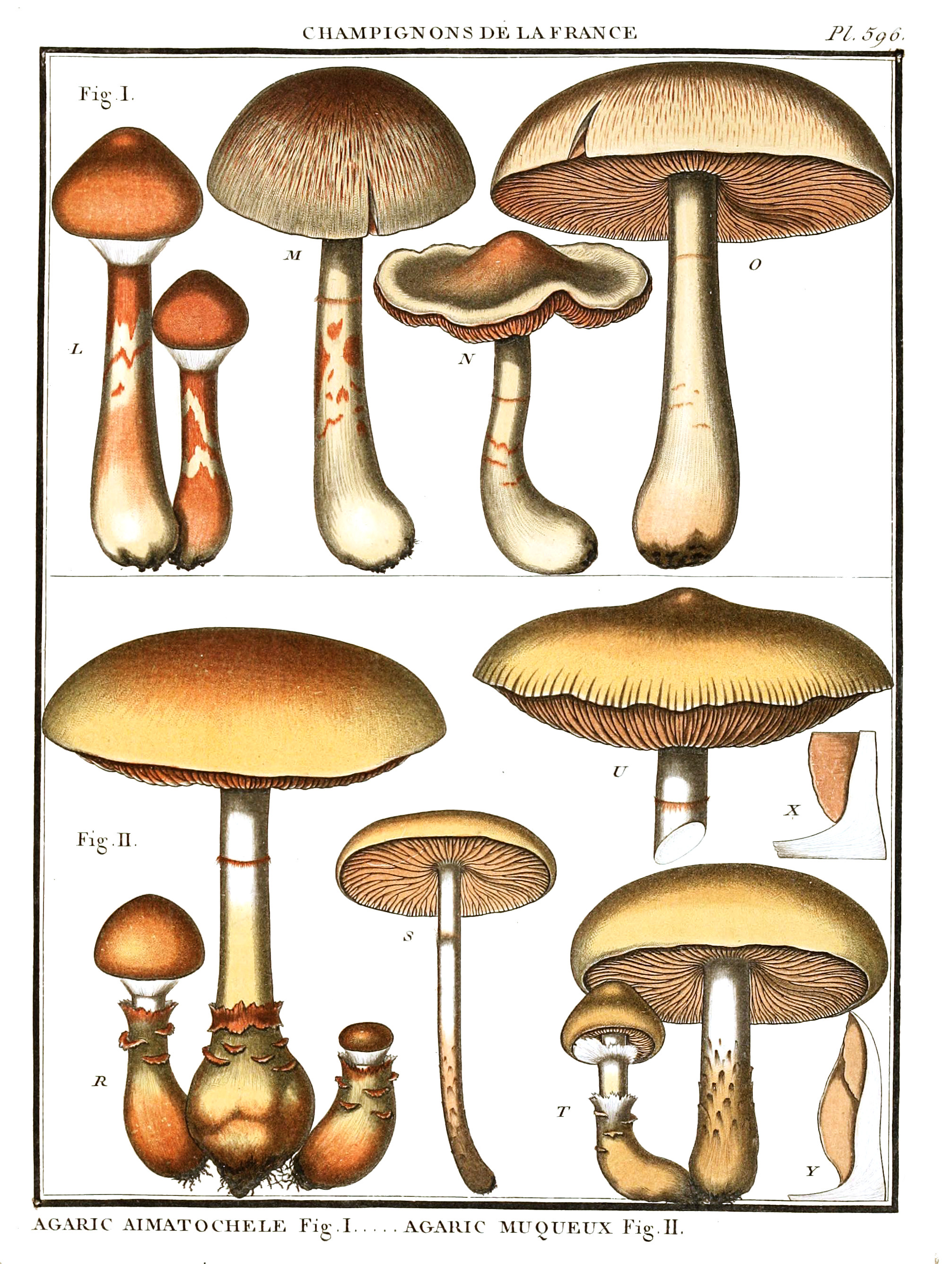 Herbier de la France (Pl. 596)