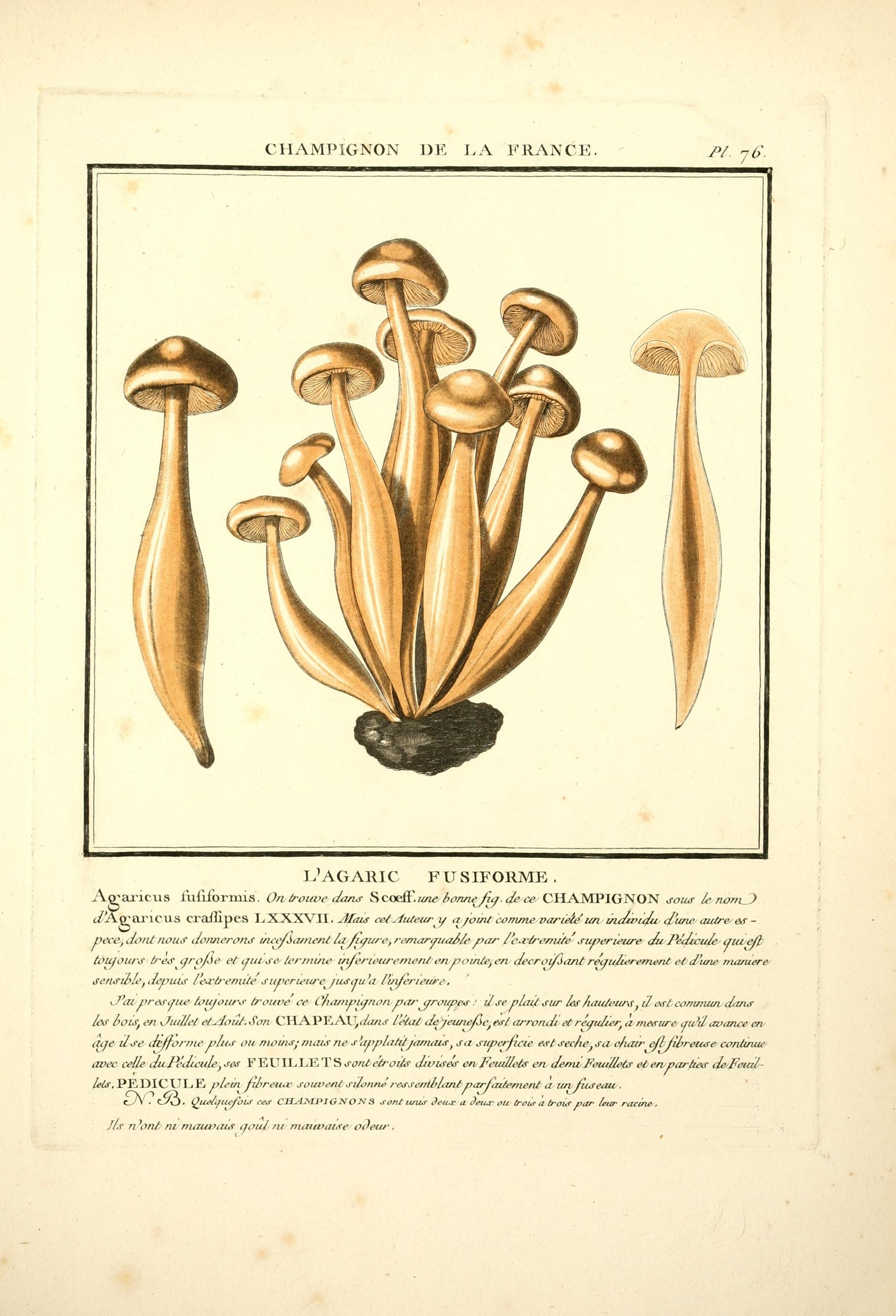 Herbier de la France (Pl. 76) (8189868351)