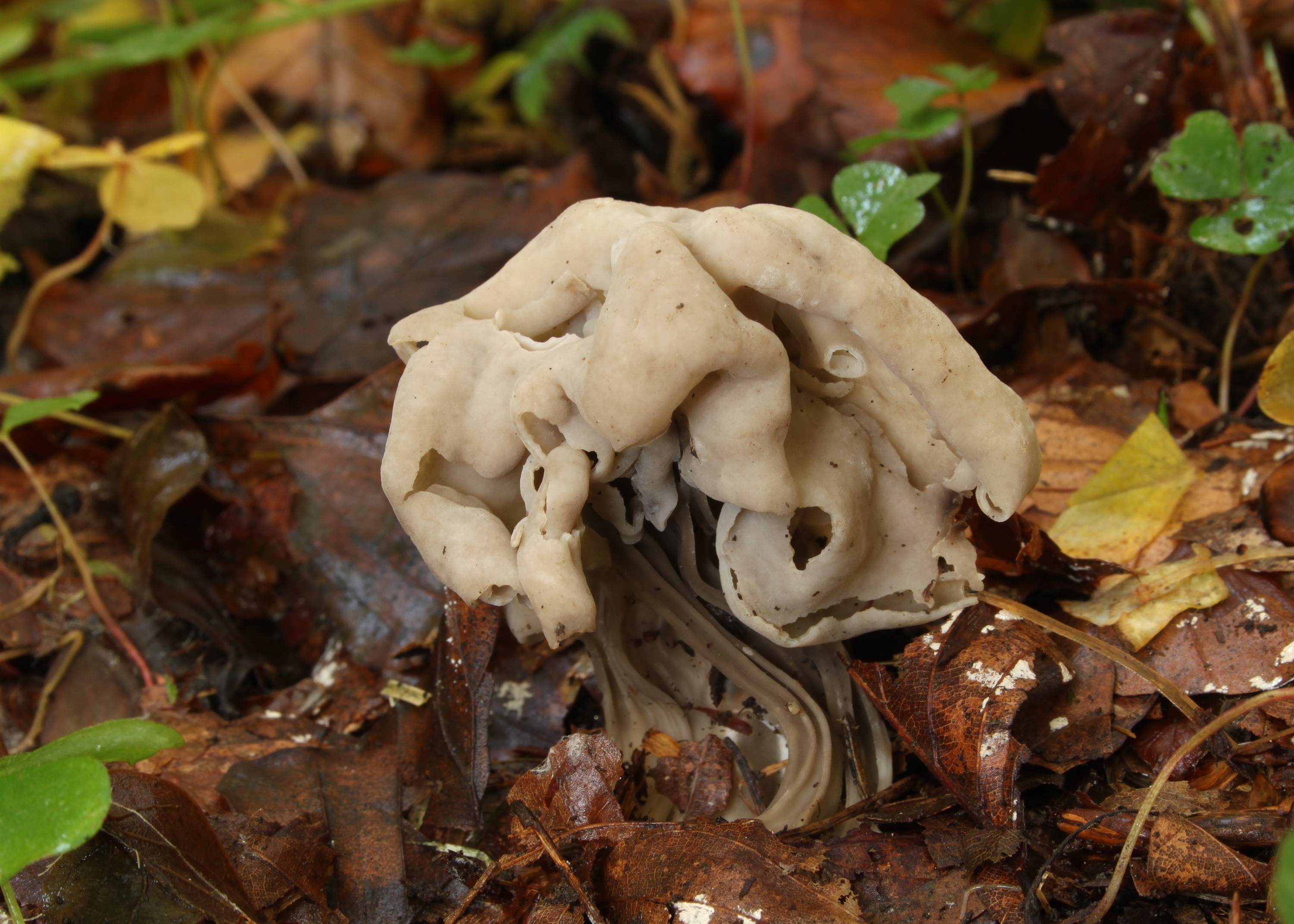 Herbstlorchel-Helvella crispa-dunkel