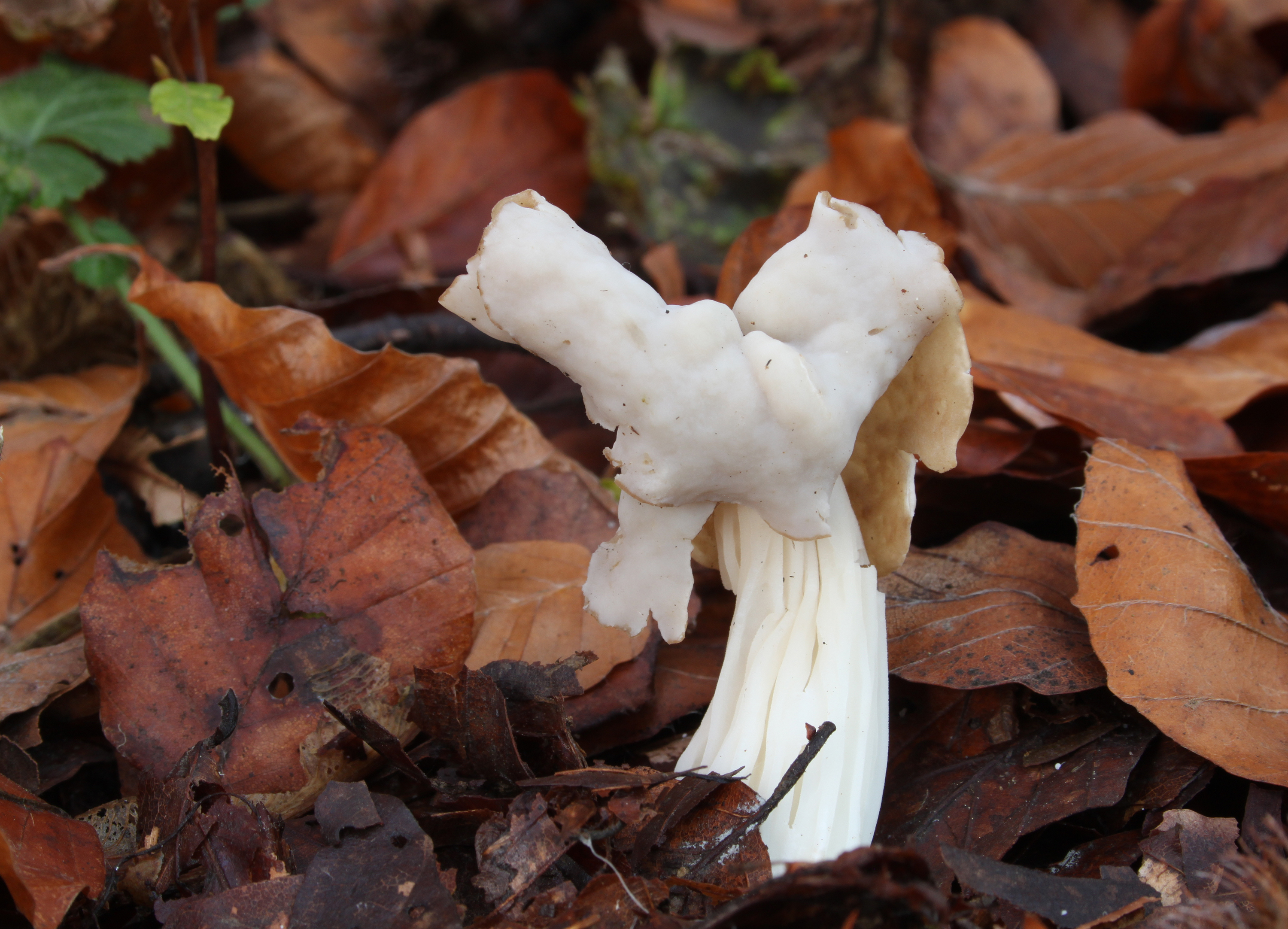 Herbstlorchel-Helvella crispa