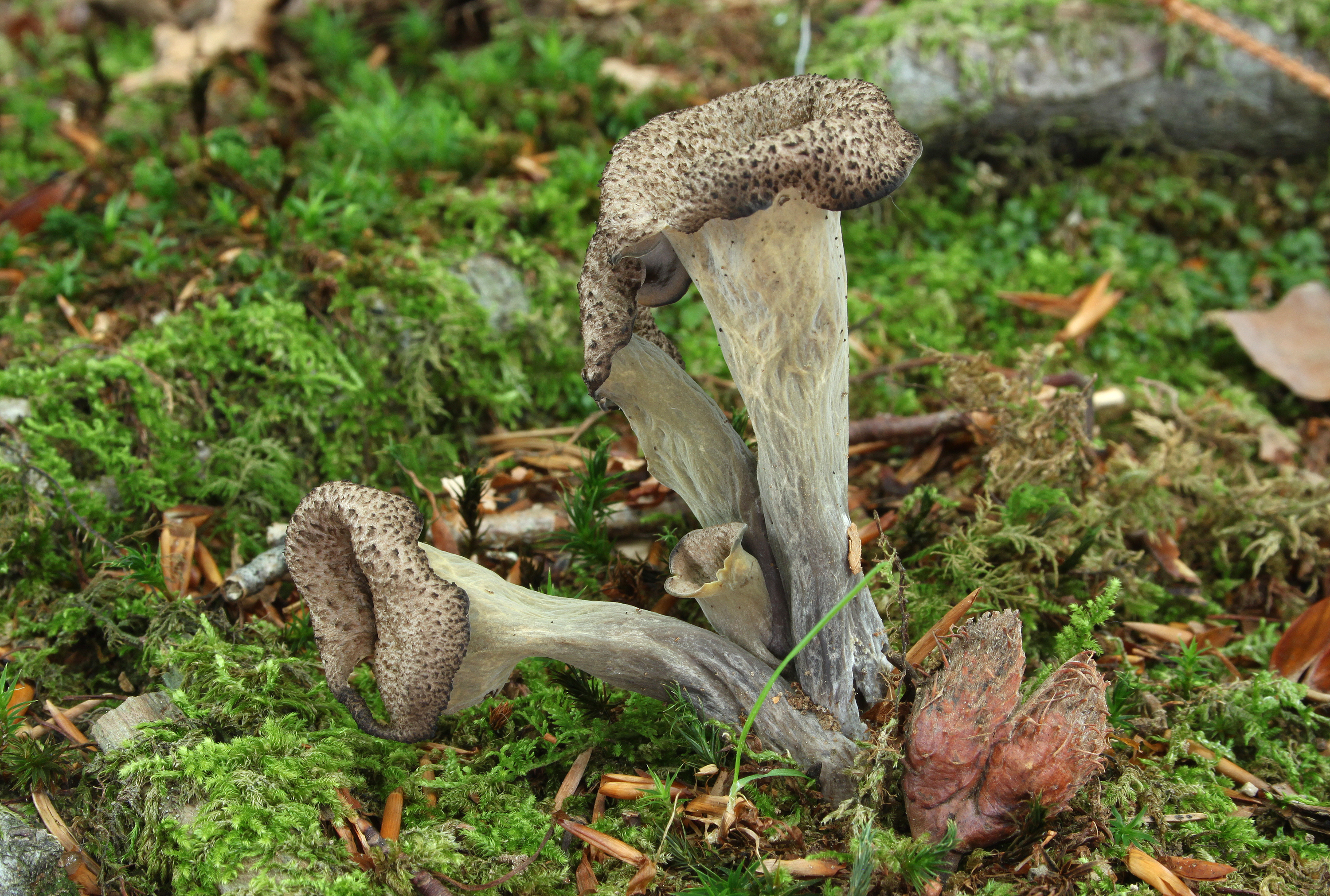 Herbsttrompete Craterellus cornucopioides