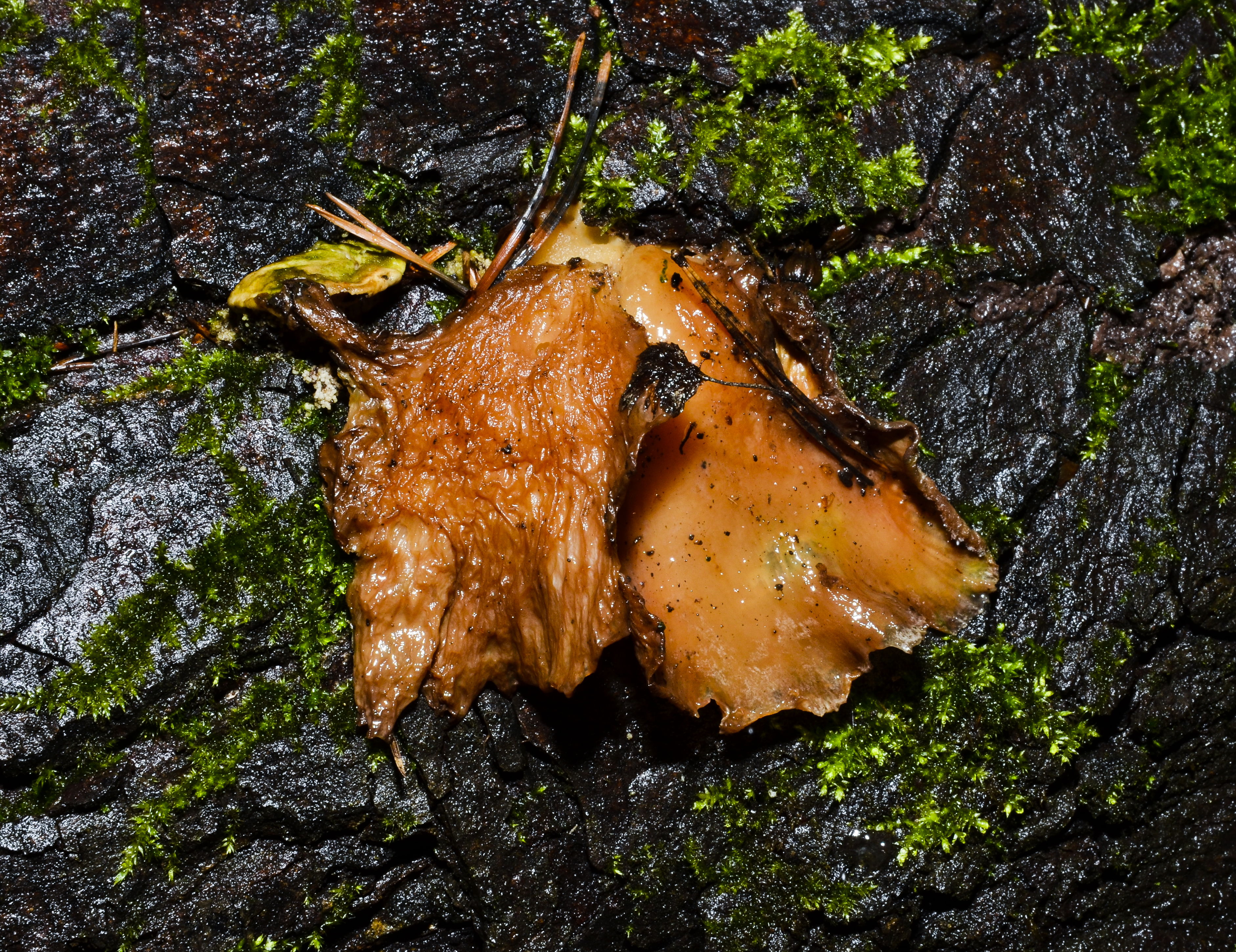 Hohenbuehelia geogenia - Erd-Muschelseitling - 03