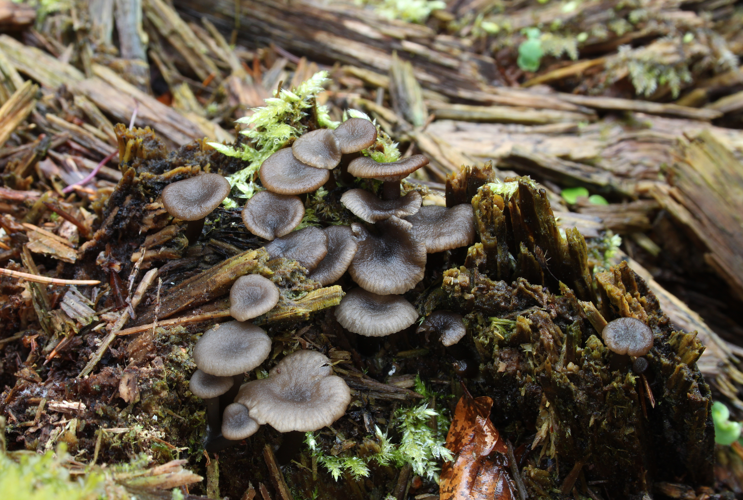 Holz-Nabeling Arrhenia epichysium 1