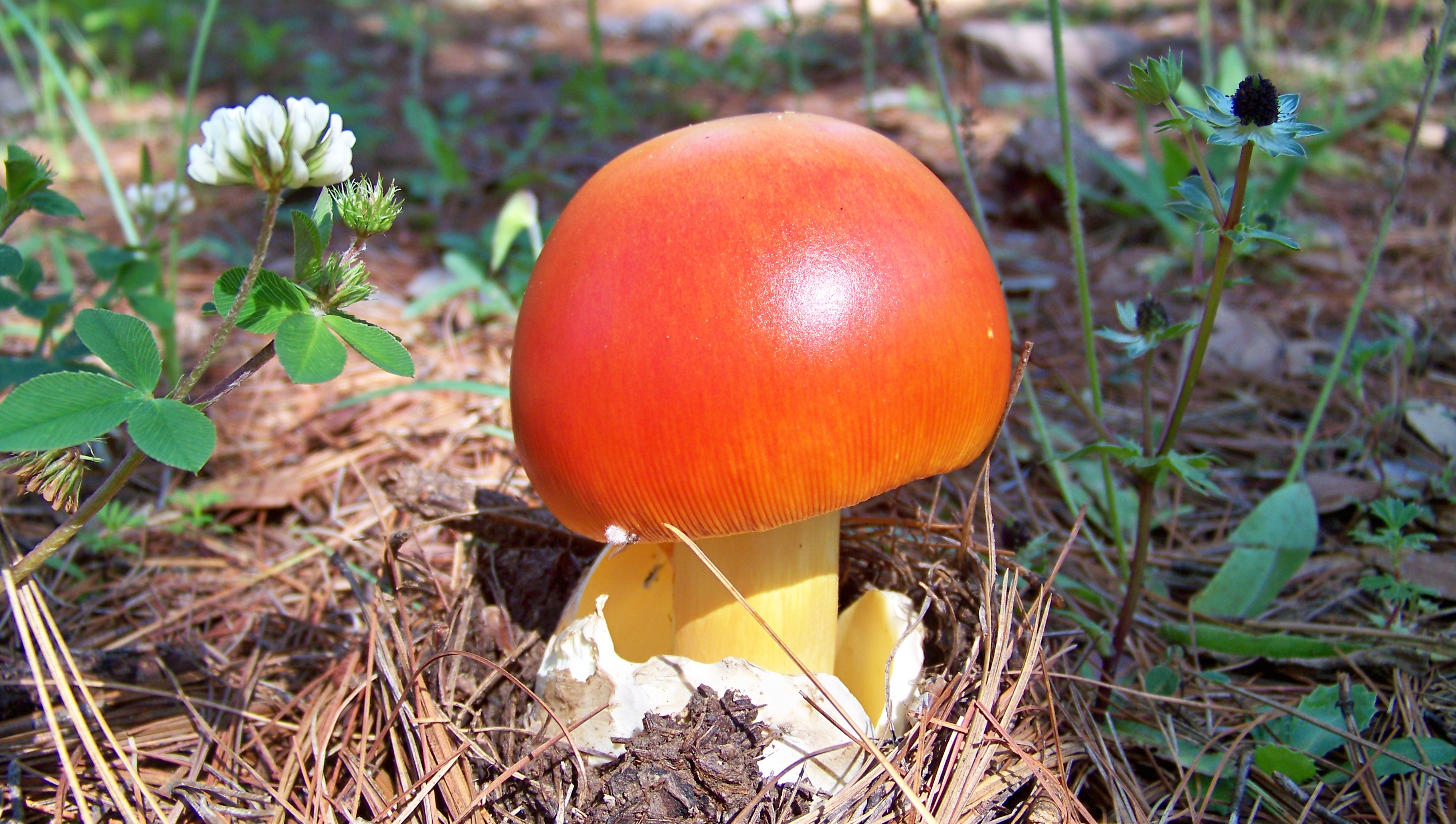 HONGO COMESTIBLE, AMANITA CAESAREA - panoramio