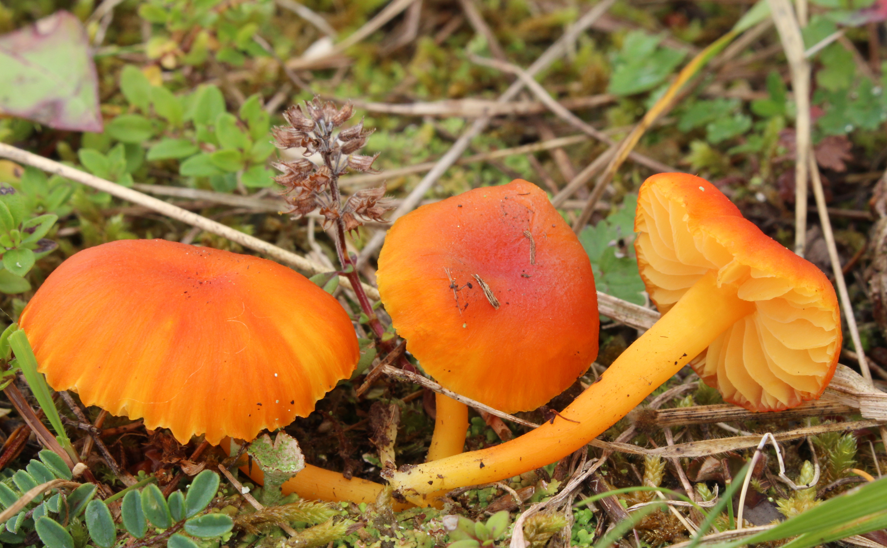 Honig-Saftling Hygrocybe reidii