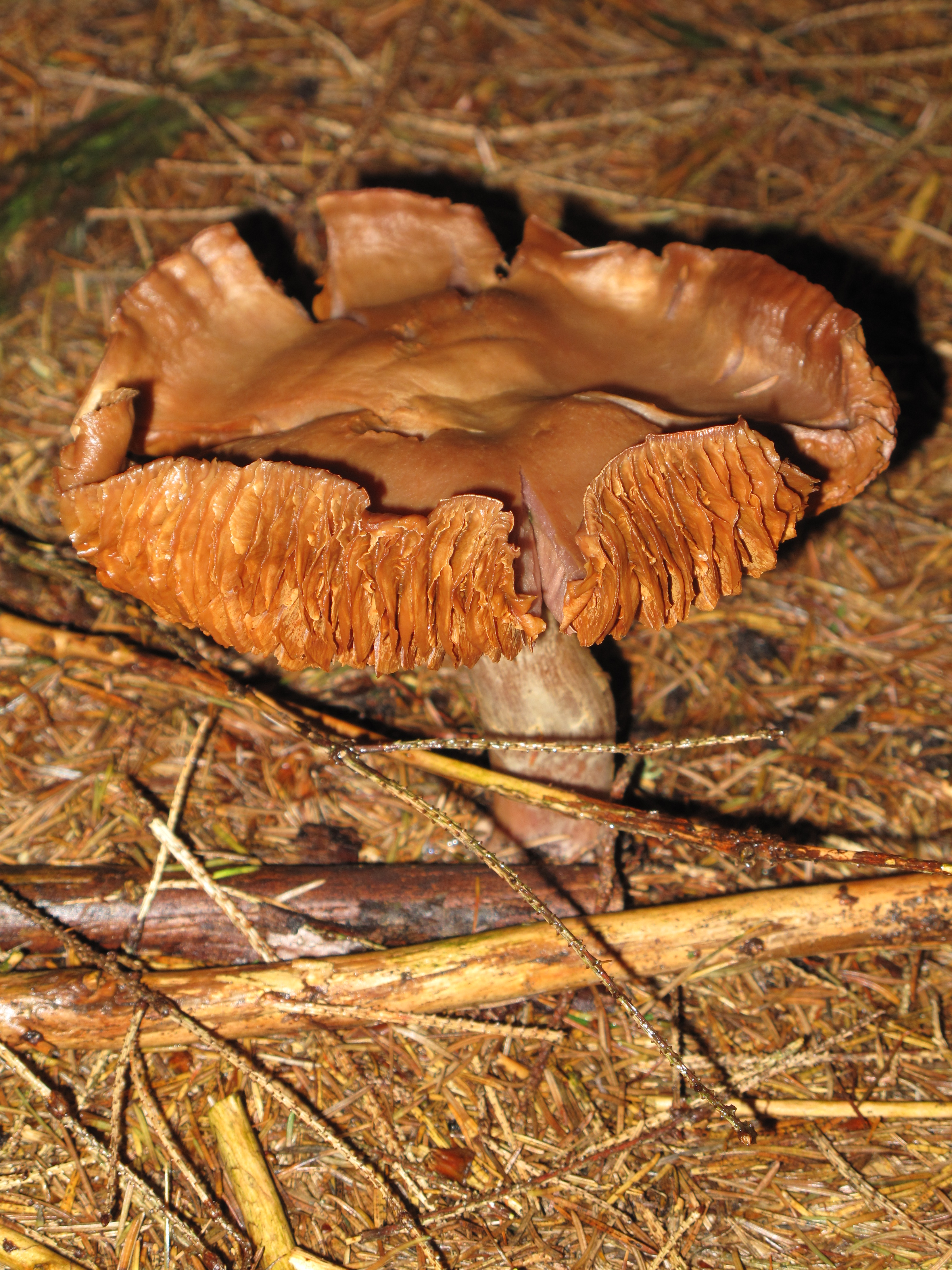Houby z Vysočiny (6)