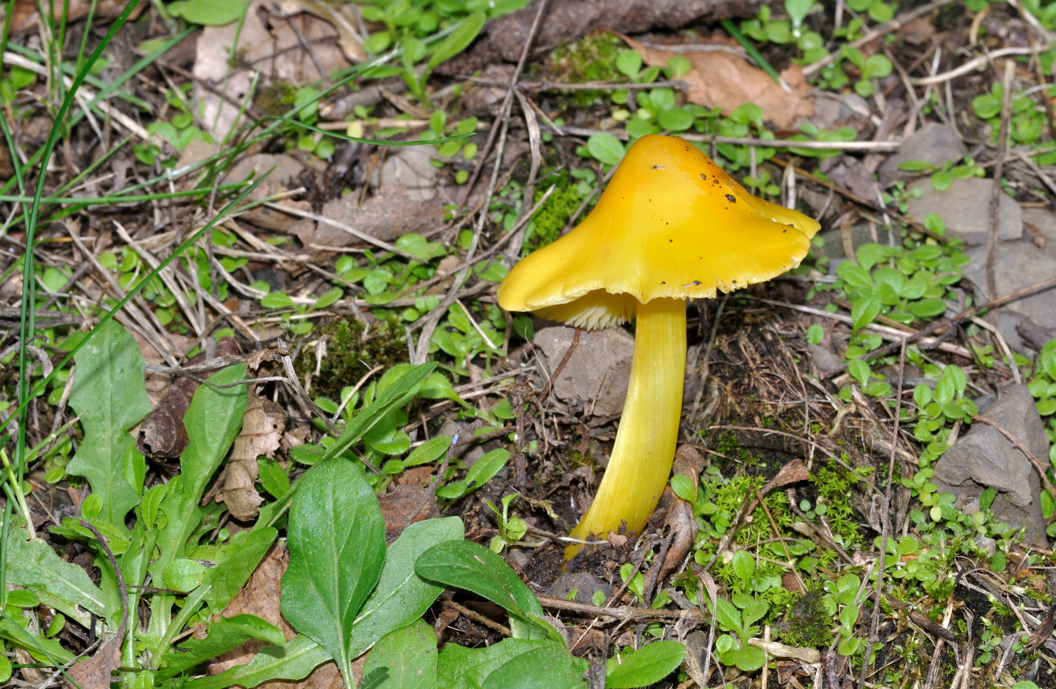Hygrocybe persistens qtl1