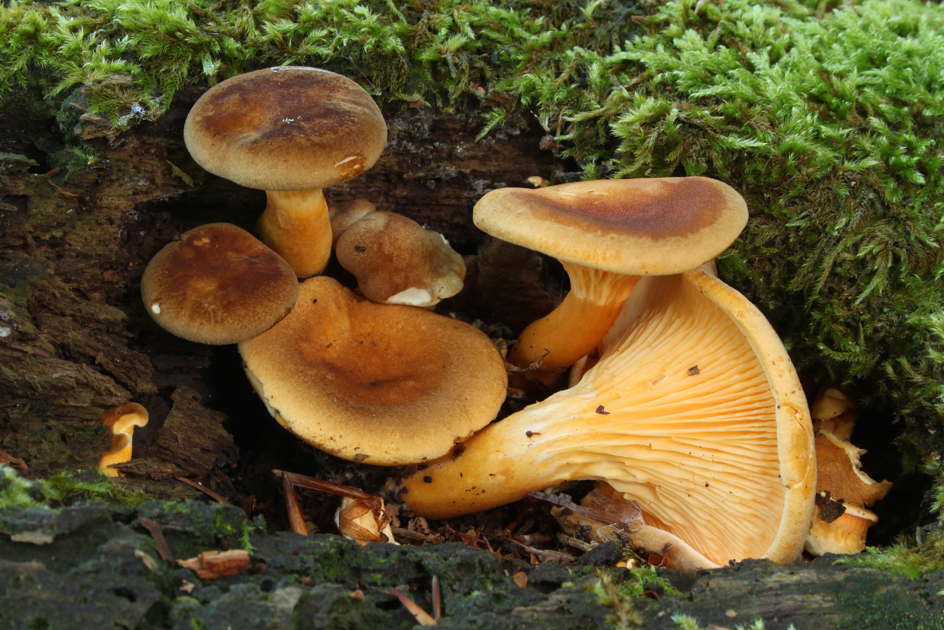 Hygrophoropsis rufa syn Hygrophoropsis aurantiaca var. rufa