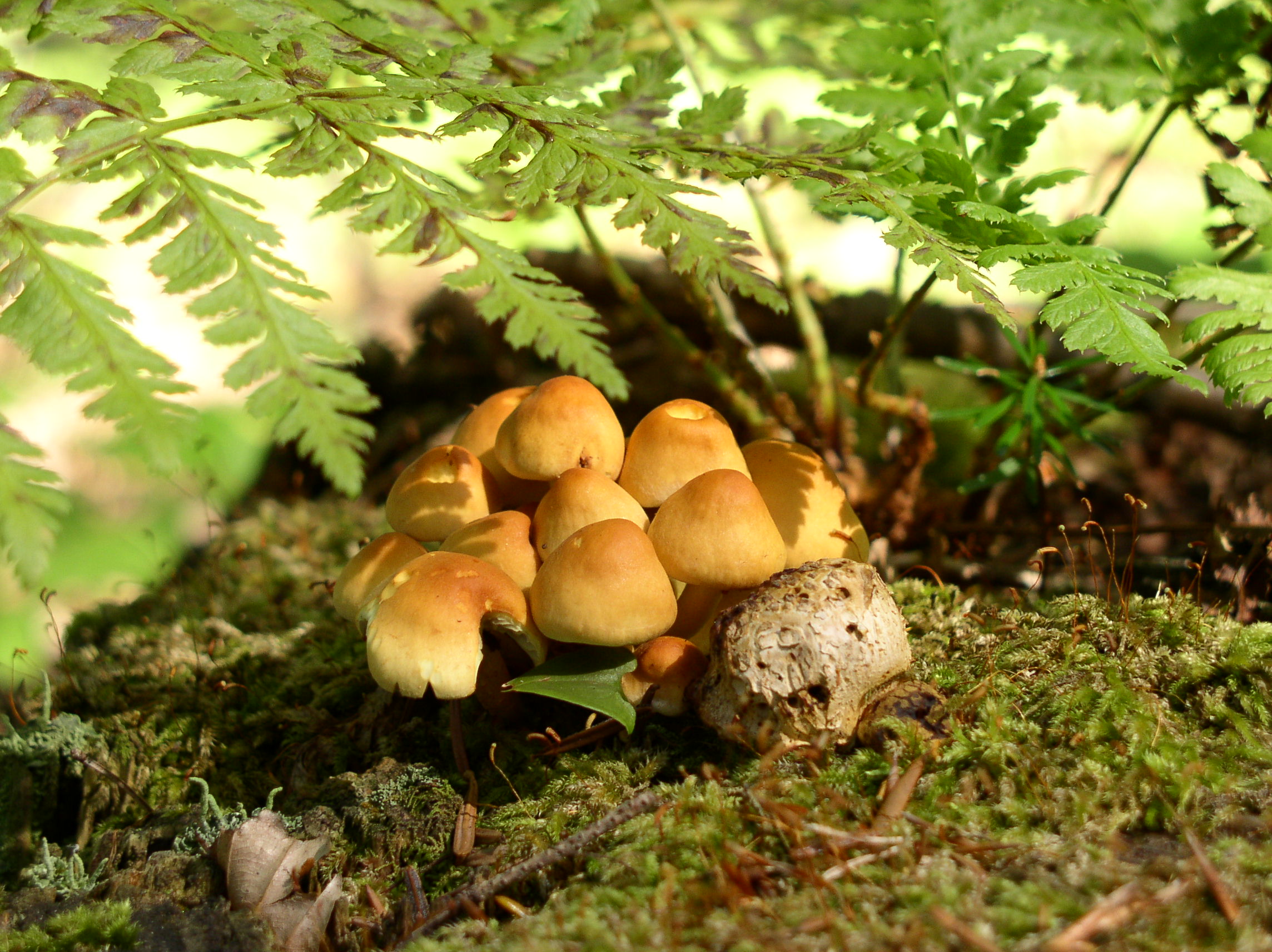 Hypholoma fasciculare 02