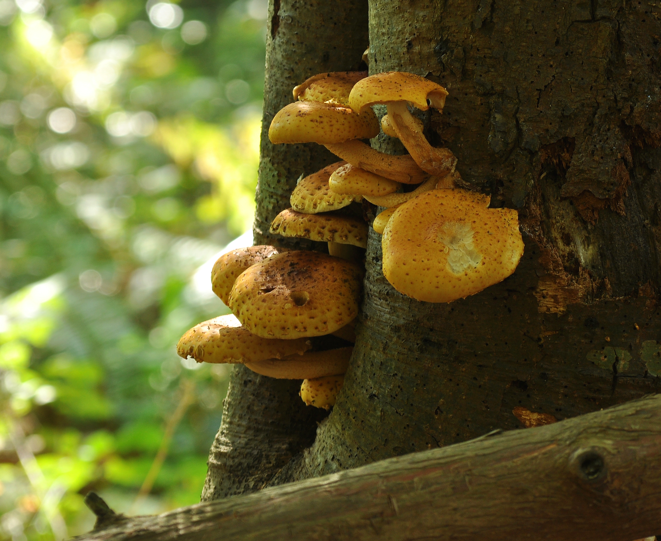 Hypholoma fasciculare 4