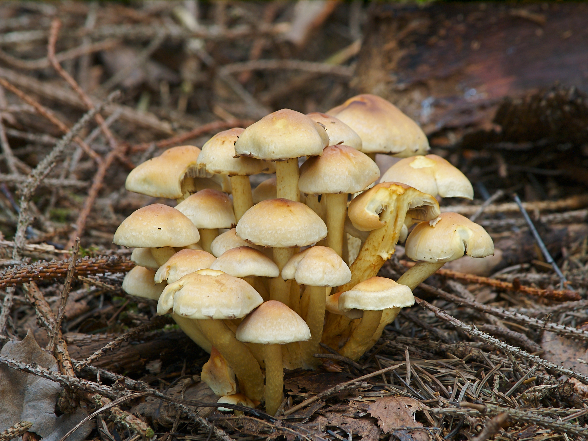 Hypholoma fasciculare LC0091