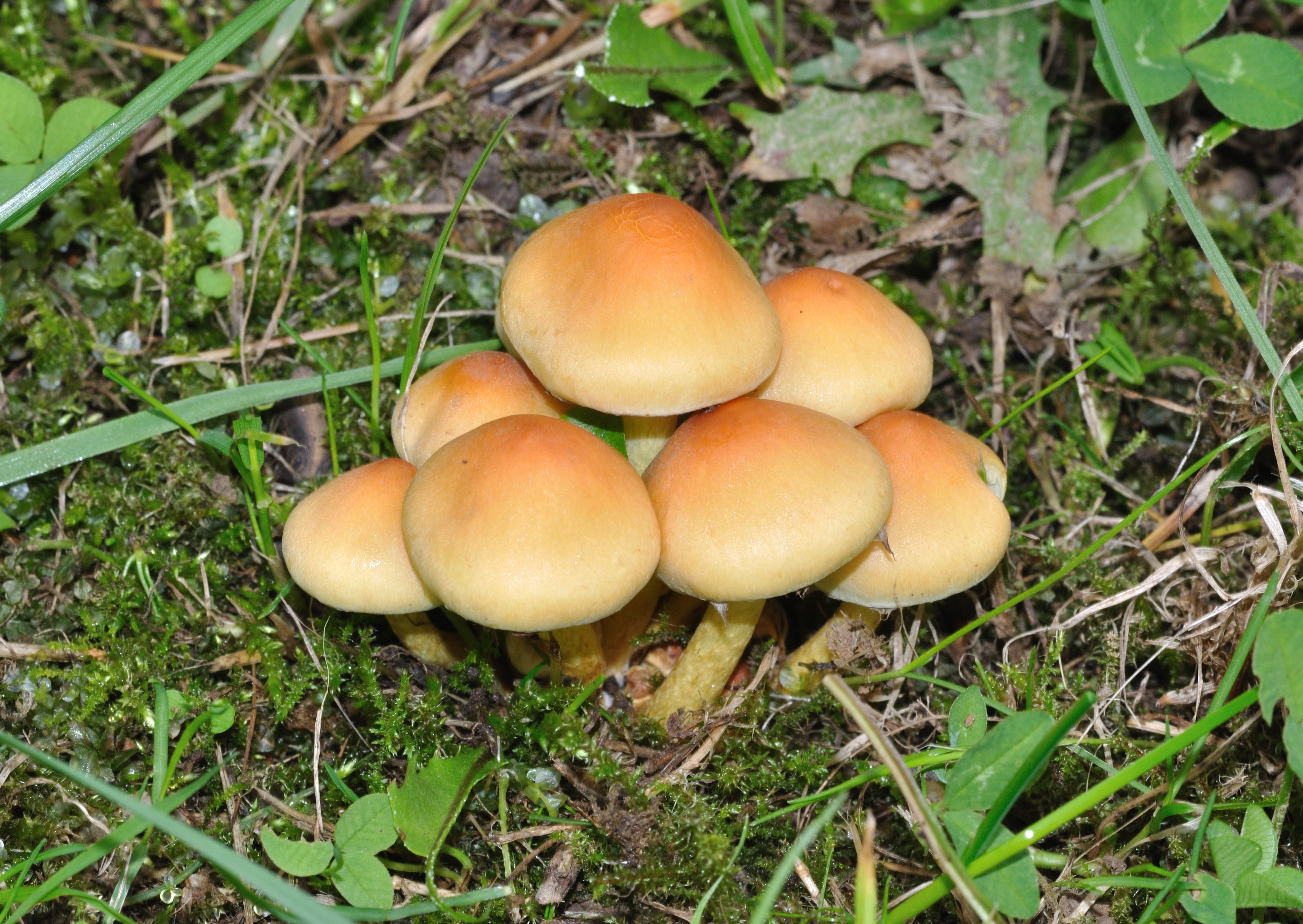 Hypholoma fasciculare qtl3