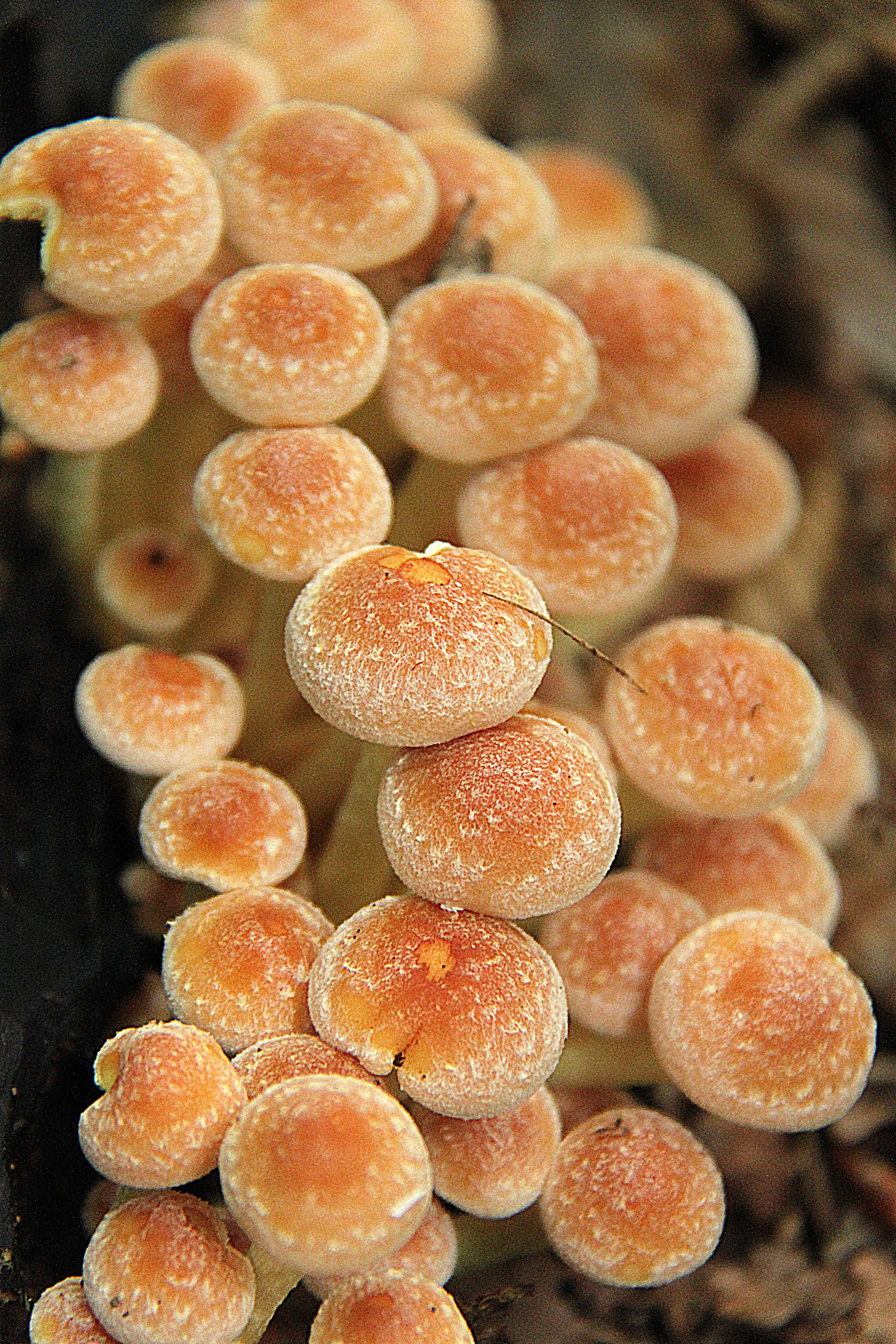 Hypholoma fasciculare Strijpemonde 1