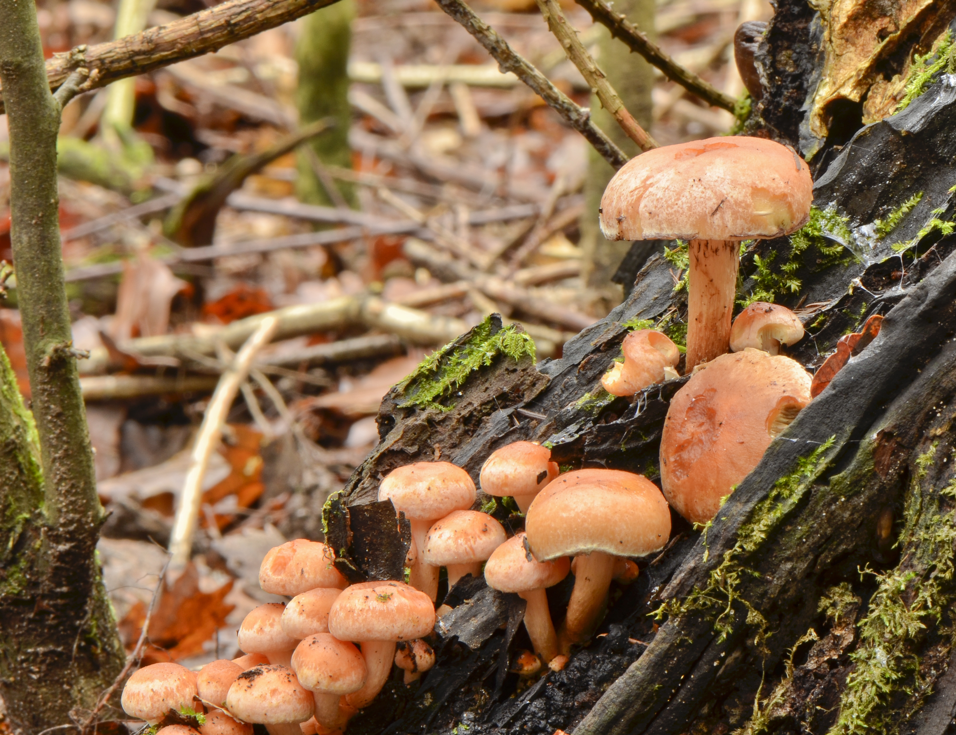 Hypholoma sublateritium - Brick Cap - Ziegelroter Schwefelkopf - 02