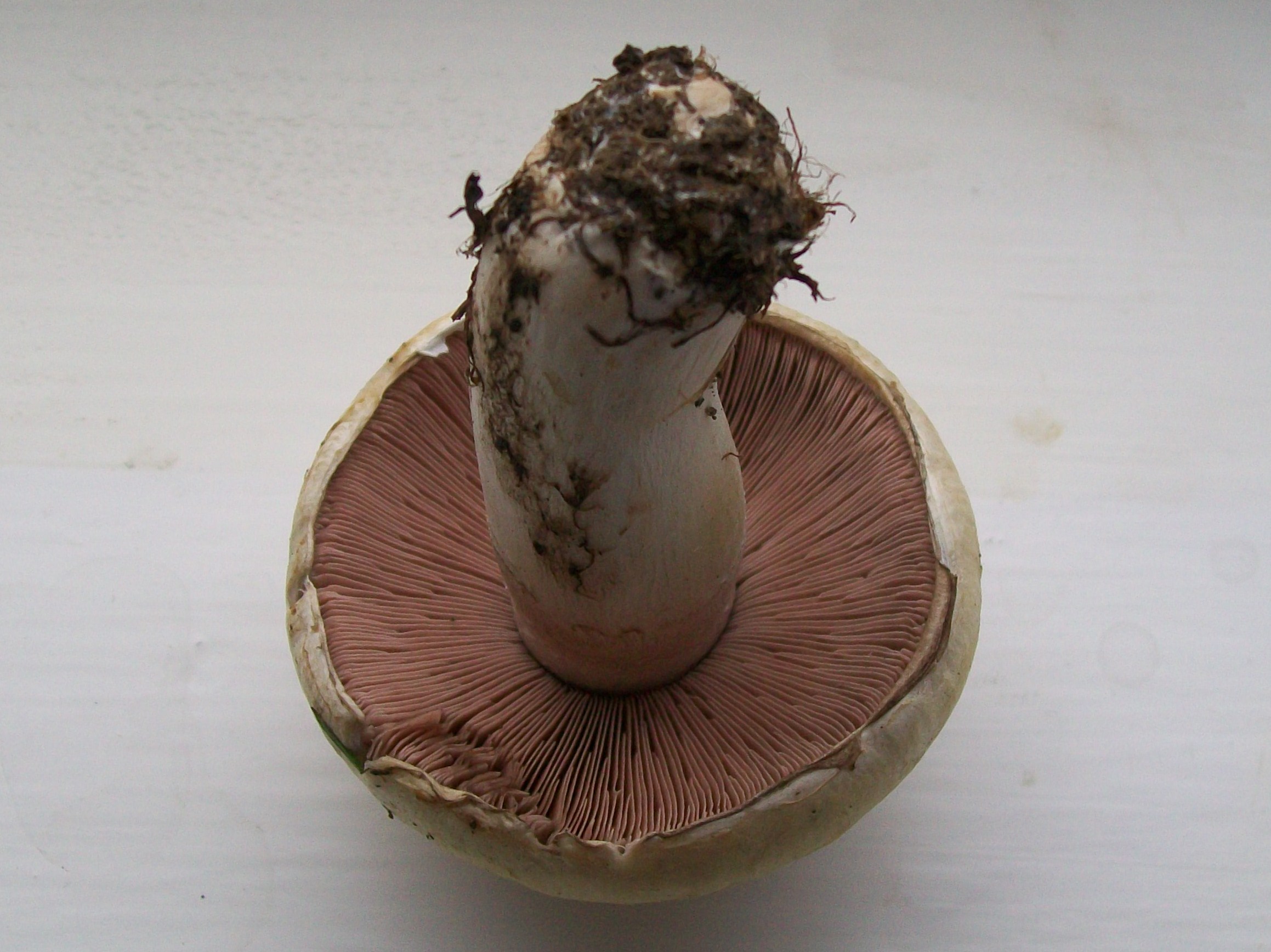 I picked this mushroom (3768691939)