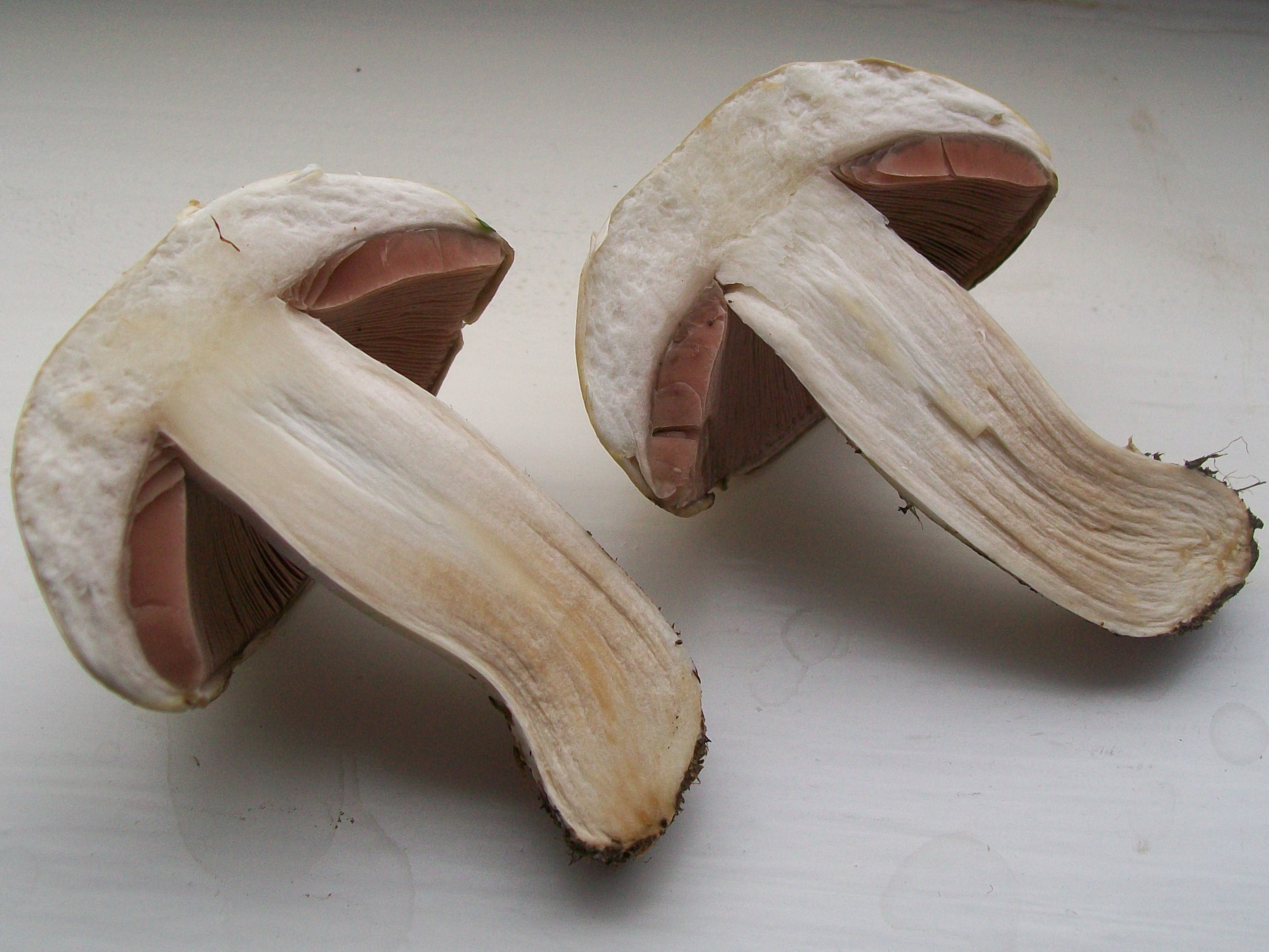 I picked this mushroom (3769494174)