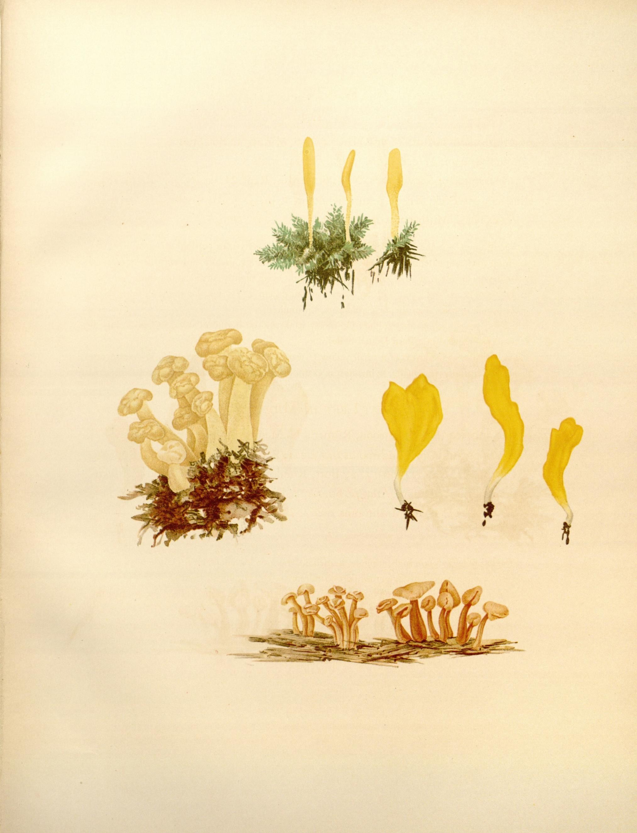 Icones Farlowianae (Pl. 103) (8488413171)