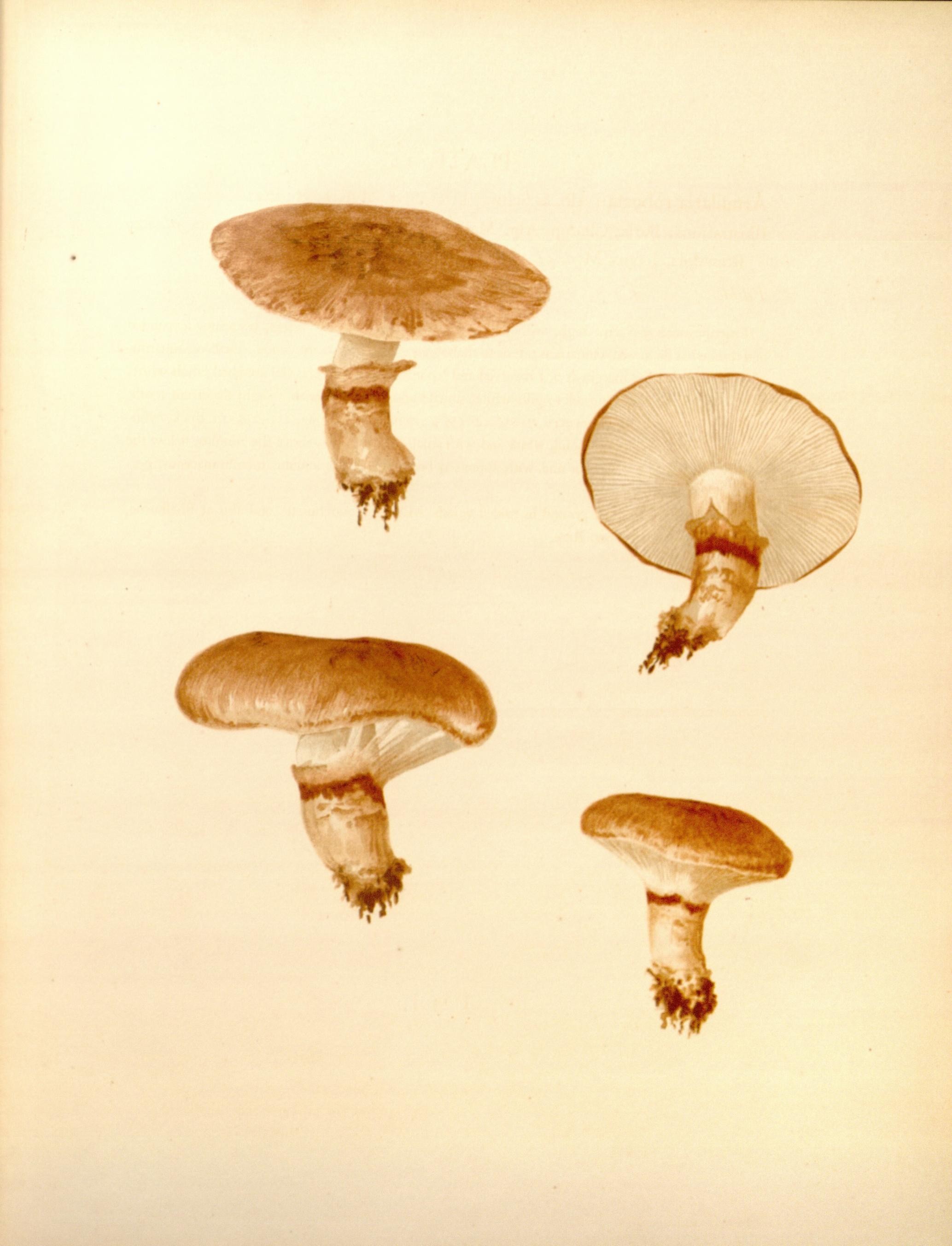 Icones Farlowianae (Pl. 12) (8489454066)