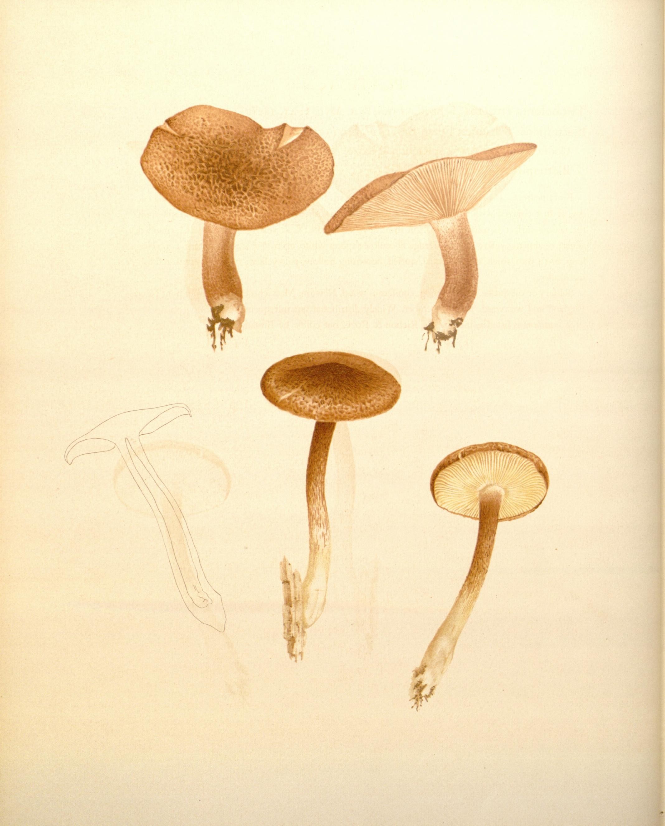 Icones Farlowianae (Pl. 15) (8489457708)