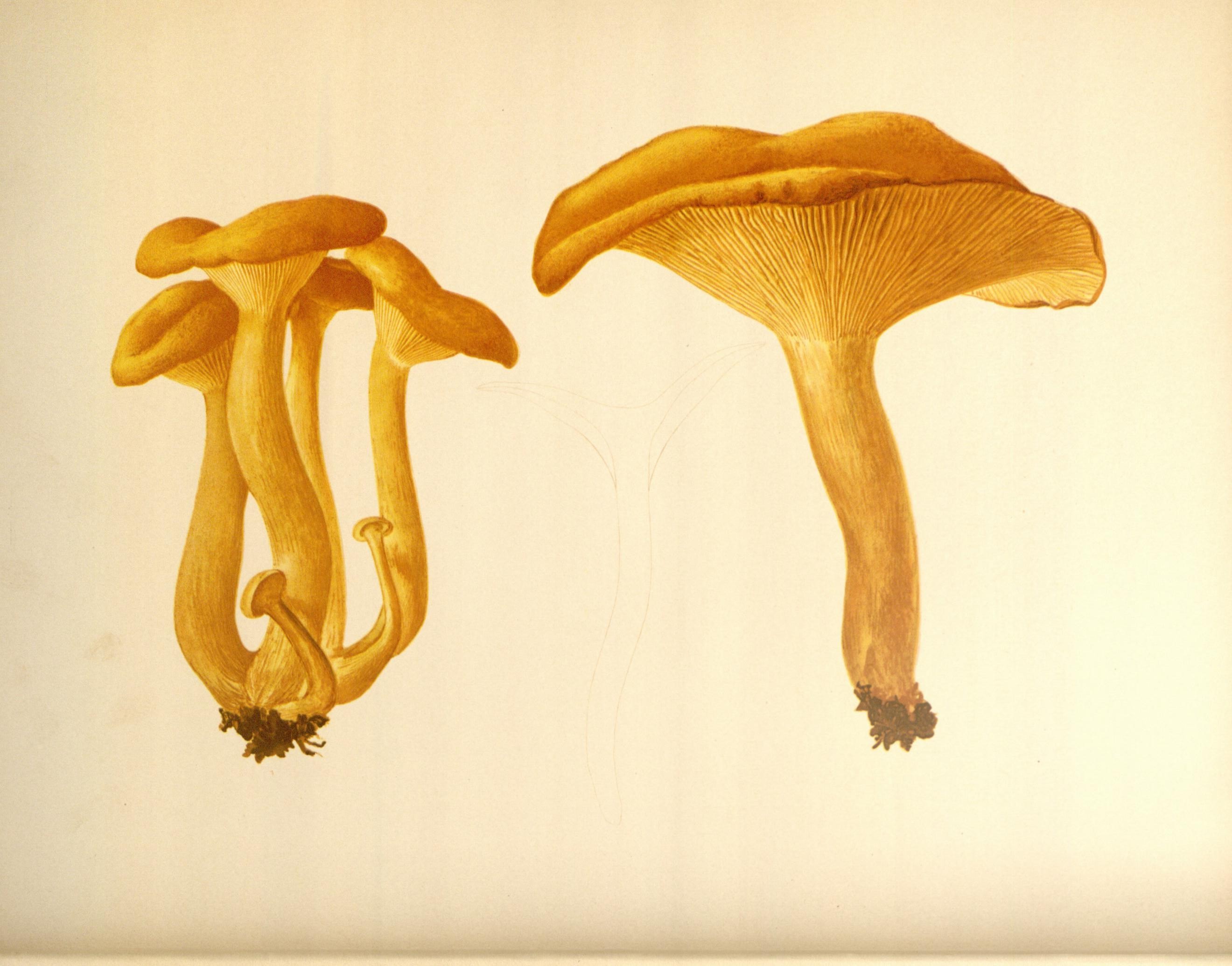 Icones Farlowianae (Pl. 20) (8488367383)