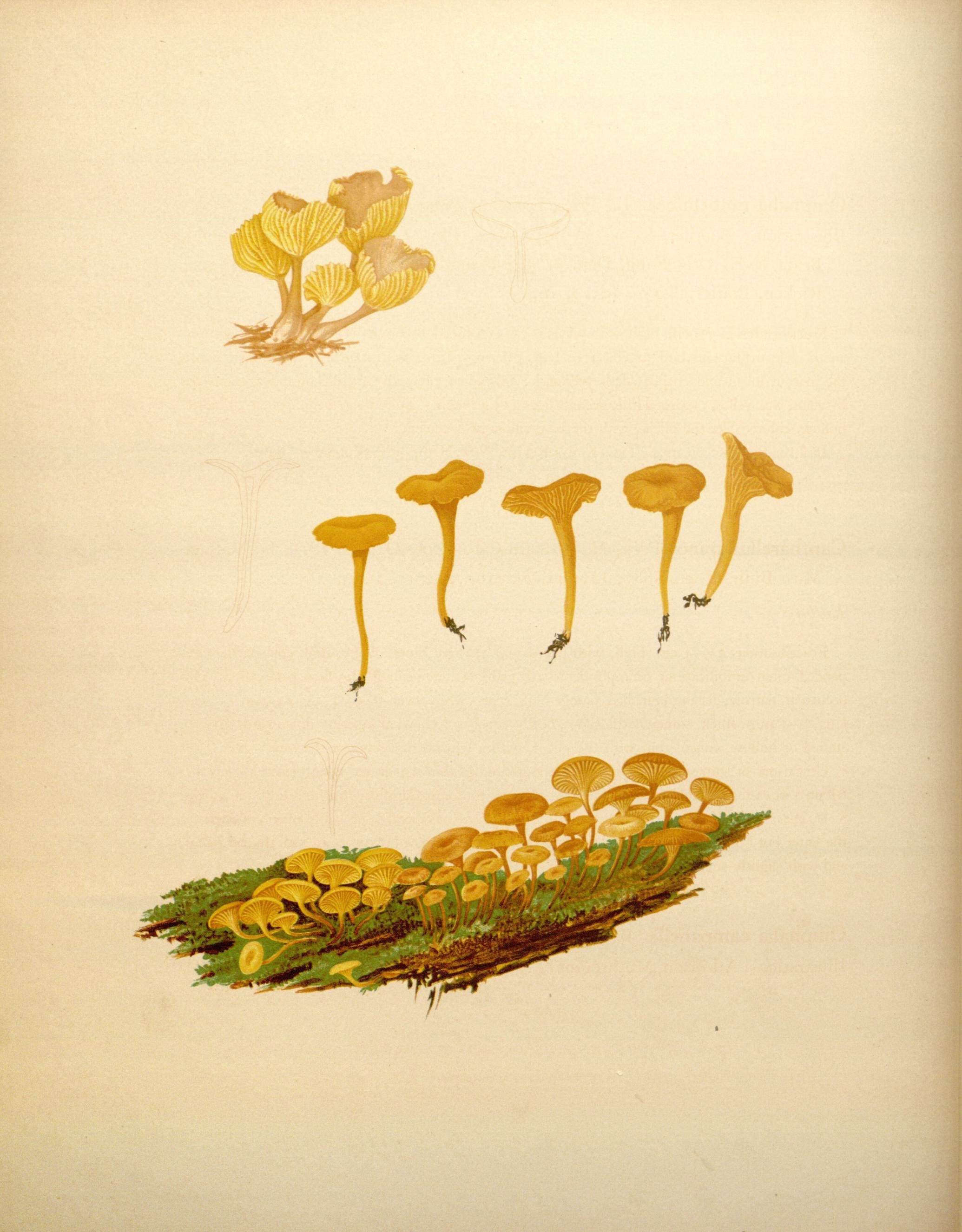 Icones Farlowianae (Pl. 24) (8488369505)
