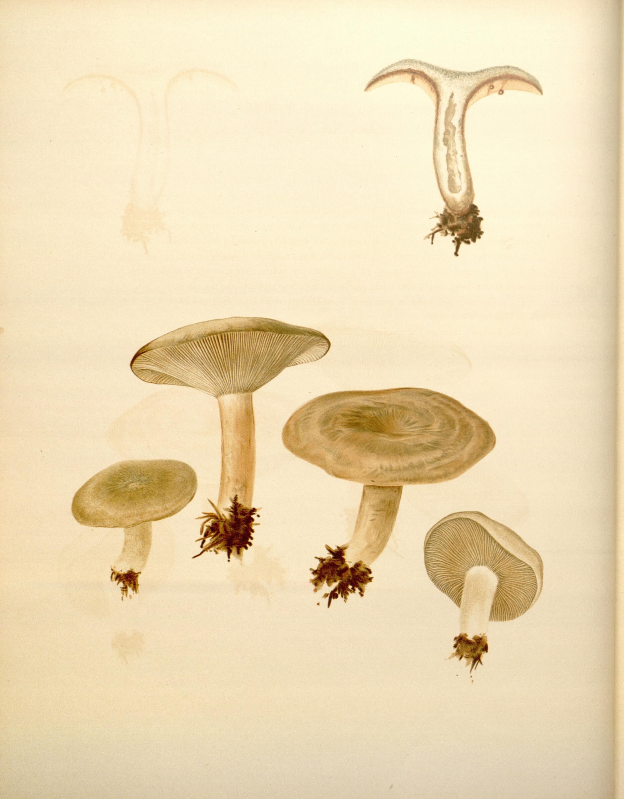 Icones Farlowianae (Pl. 33) (8489468736)