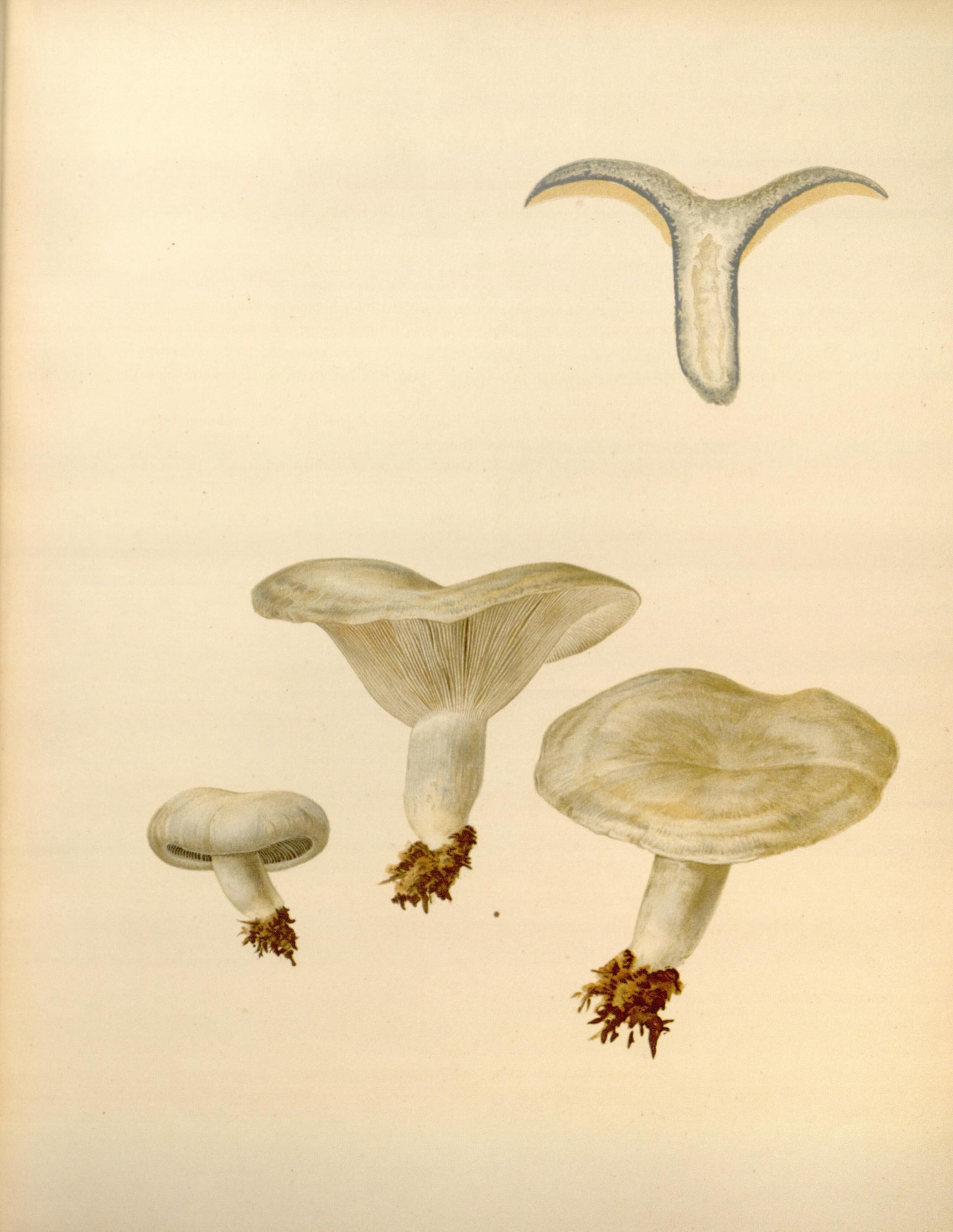 Icones Farlowianae (Pl. 34) (8488375131)