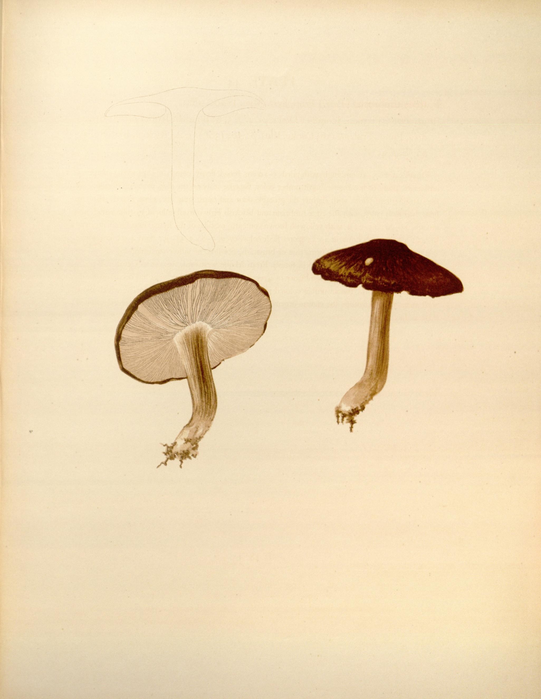 Icones Farlowianae (Pl. 44) (8488380411)