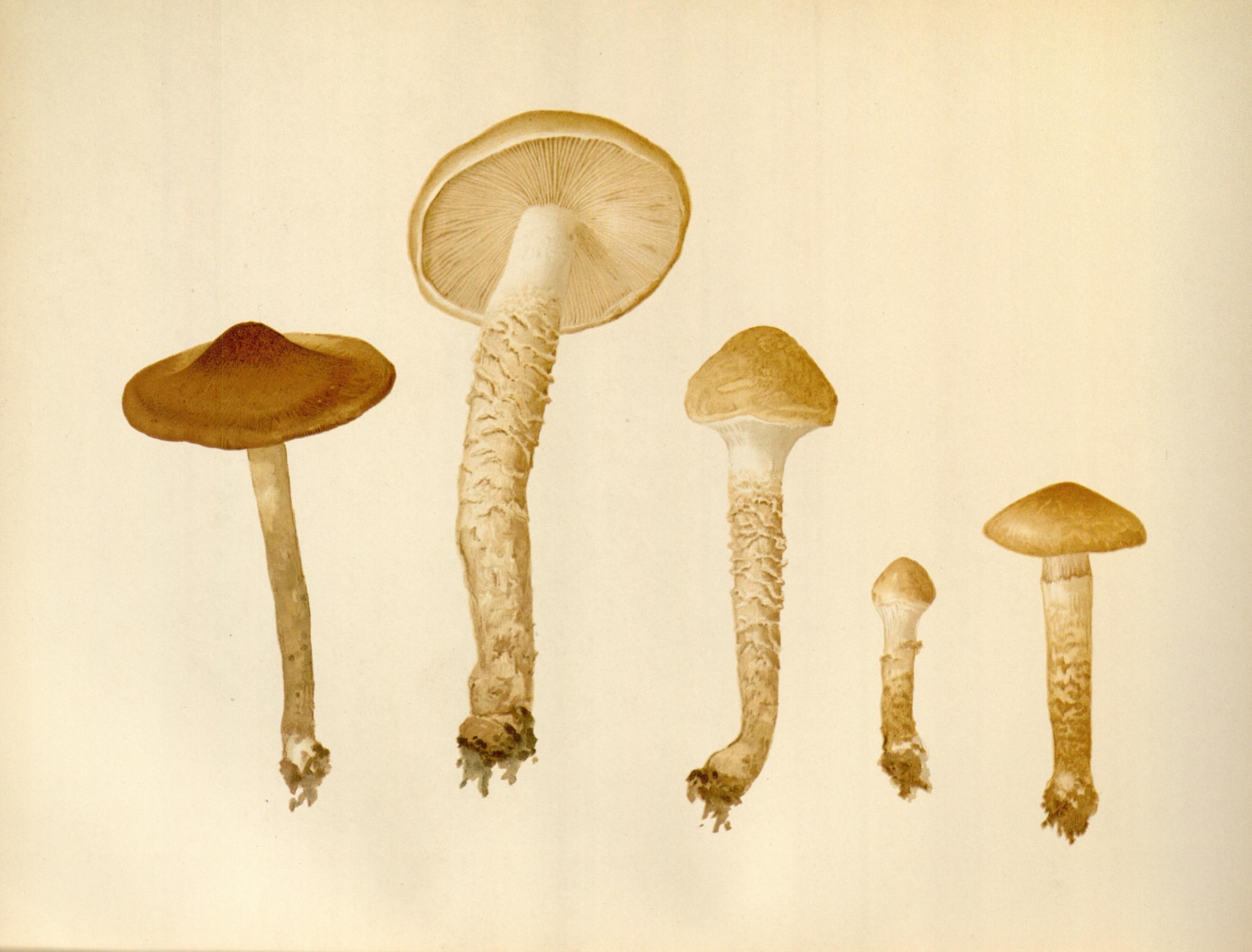 Icones Farlowianae (Pl. 57) (8489482406)