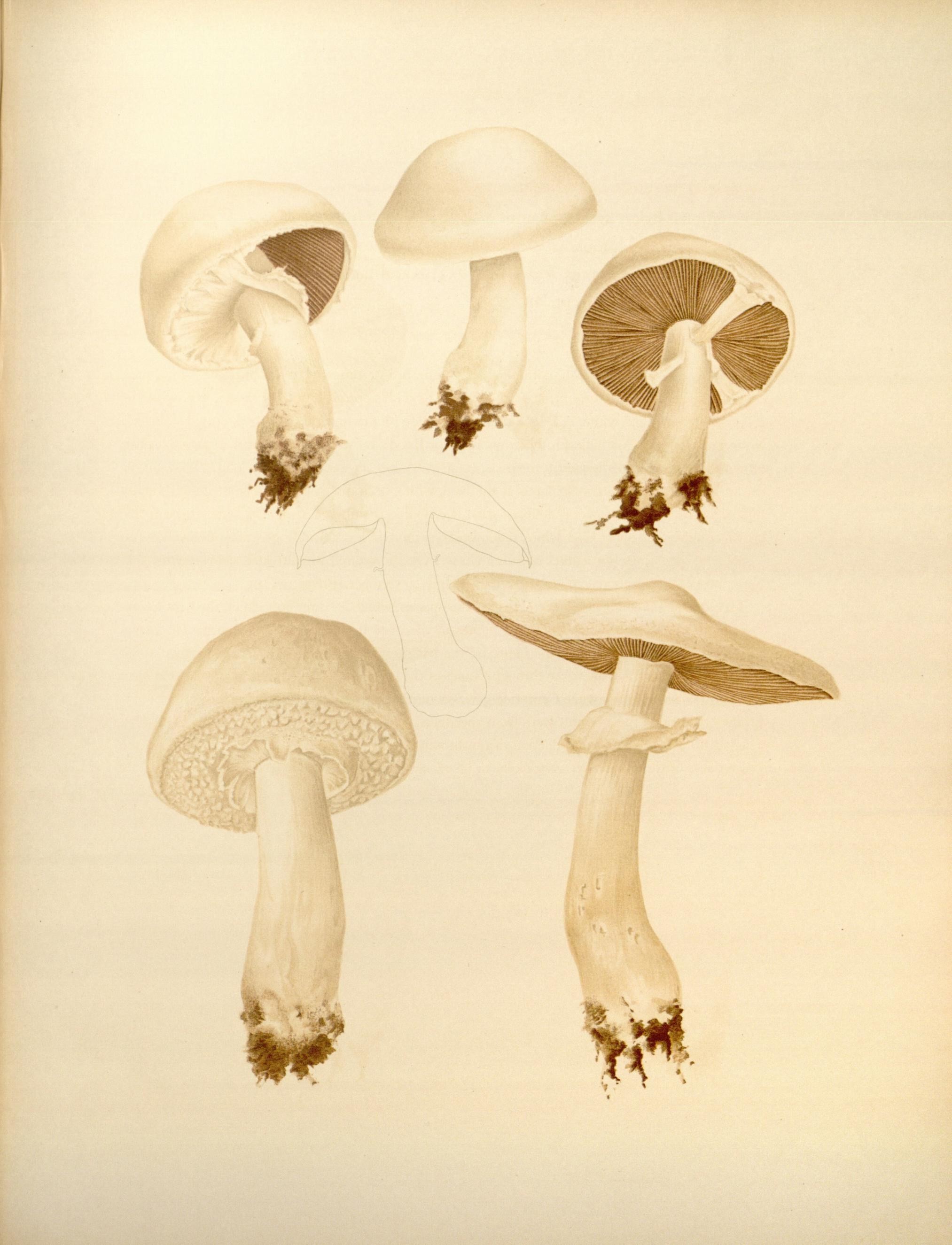 Icones Farlowianae (Pl. 60) (8489484602)