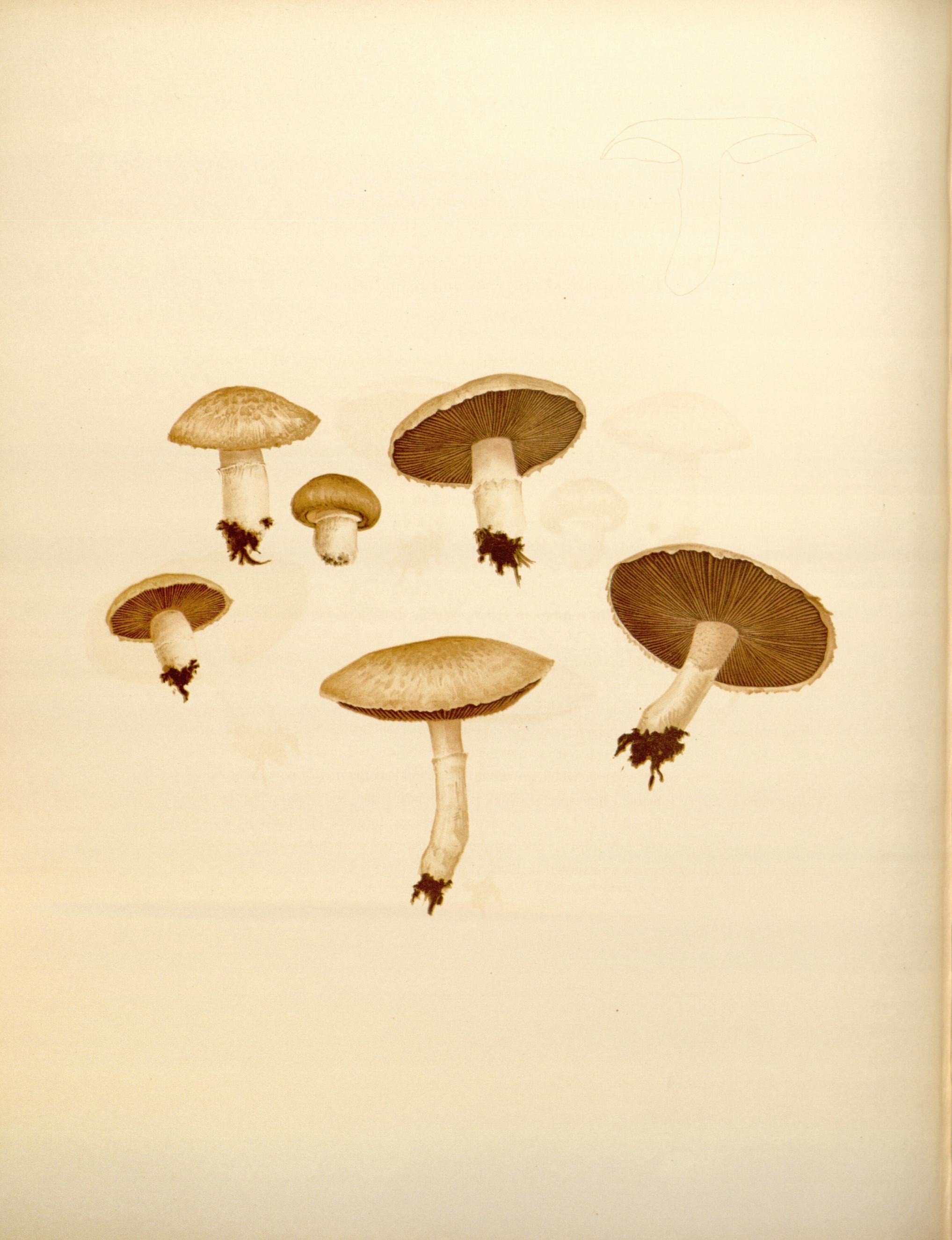 Icones Farlowianae (Pl. 63) (8488391785)