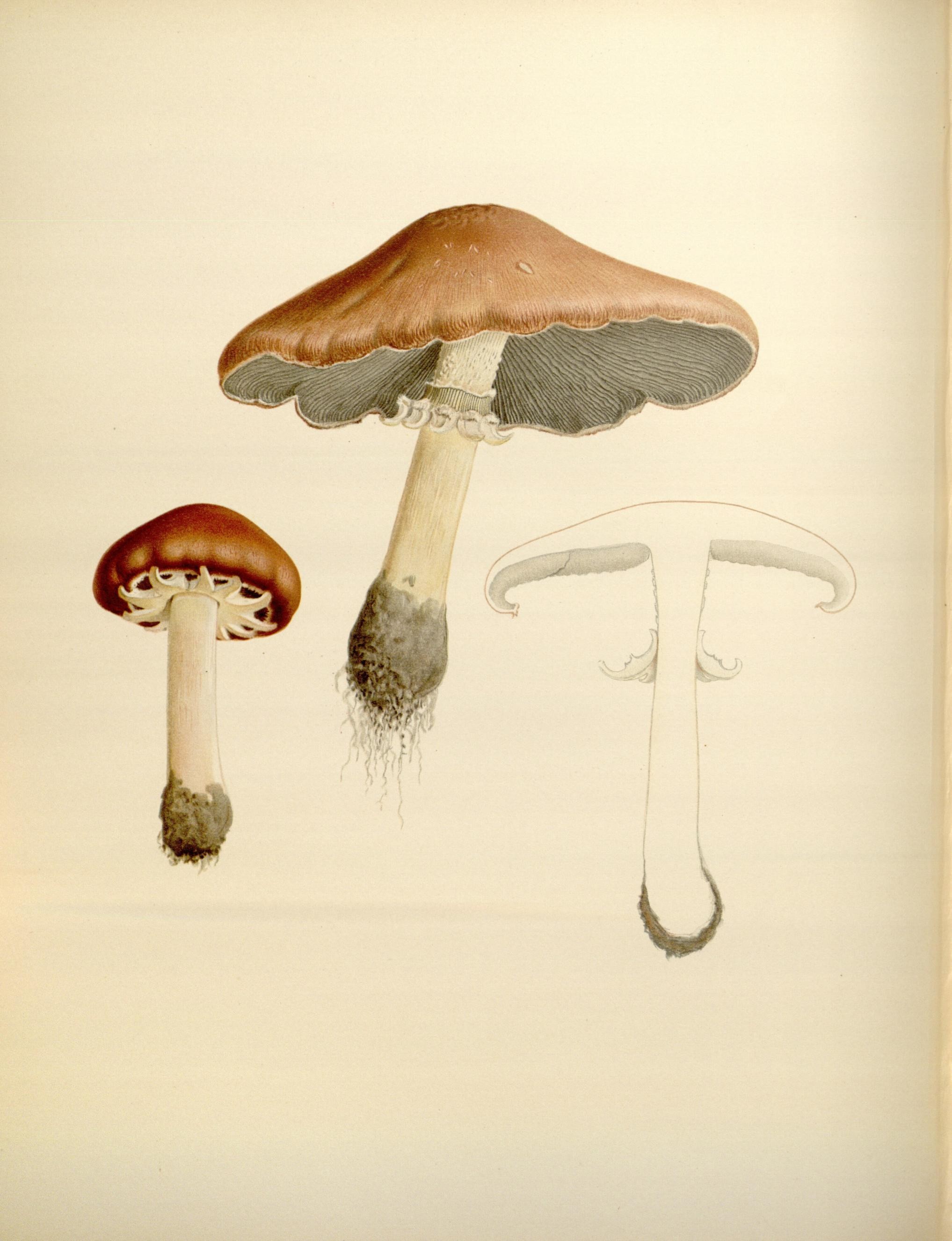 Icones Farlowianae (Pl. 65) (8488392811)