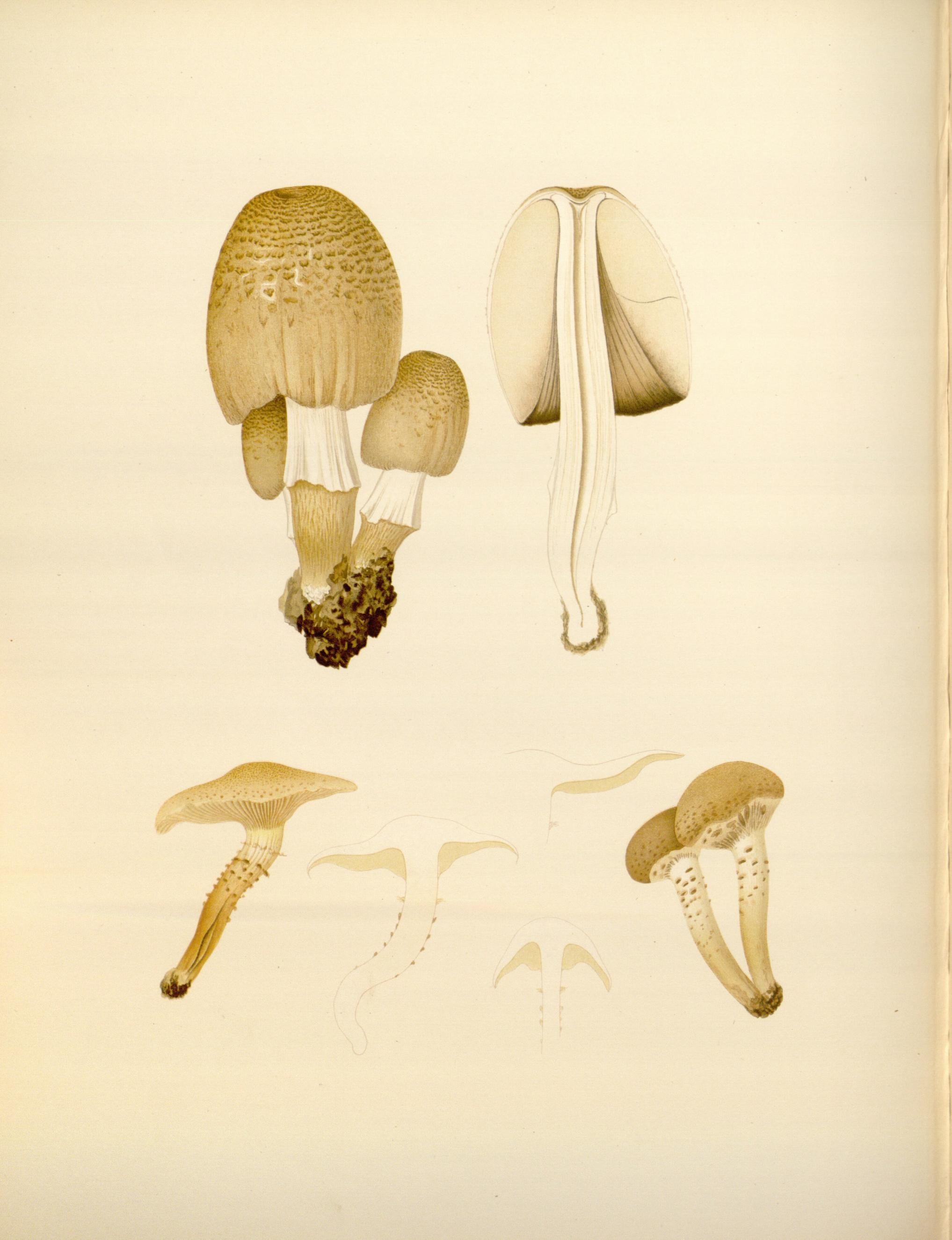 Icones Farlowianae (Pl. 69) (8489489598)