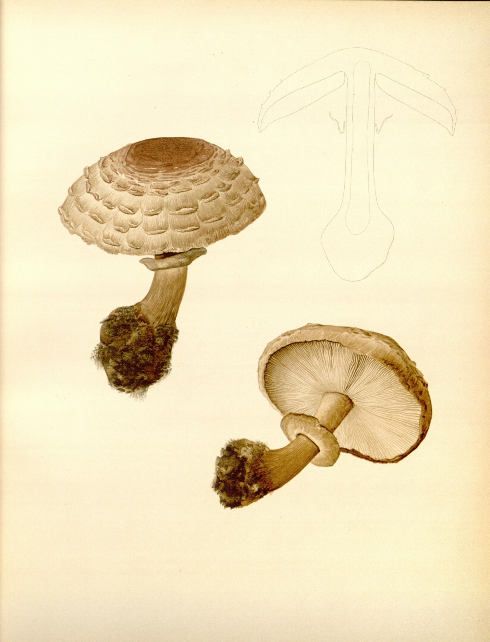 Icones Farlowianae (Pl. 6) (8488351257)