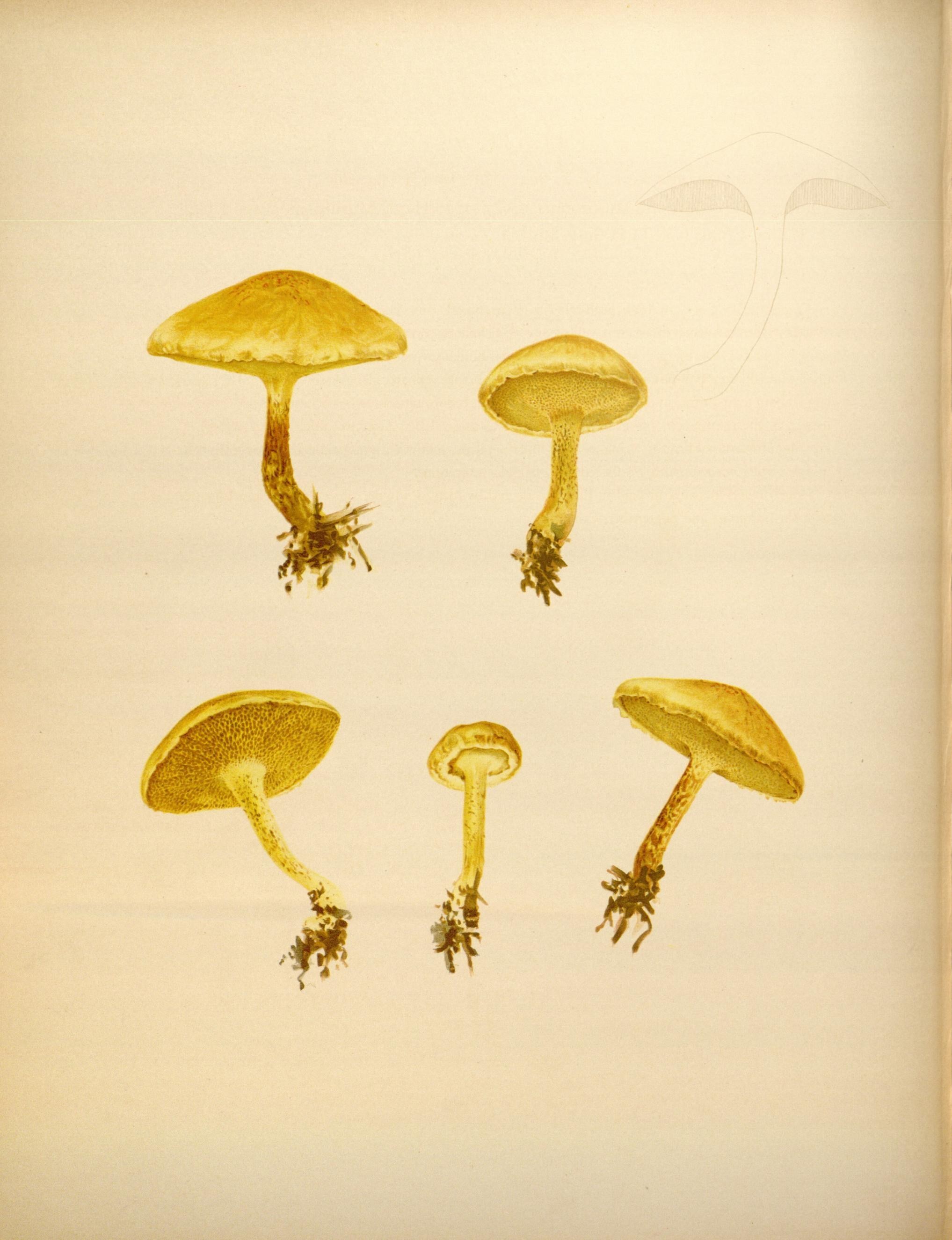 Icones Farlowianae (Pl. 73) (8488397119)